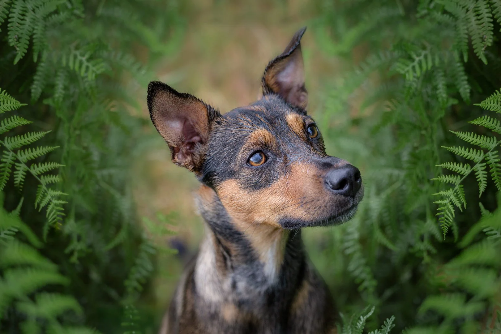 Ein junger Hund mit spitzen Ohren und braun-schwarzem Fell, der zwischen grünen Farnblättern schaut.