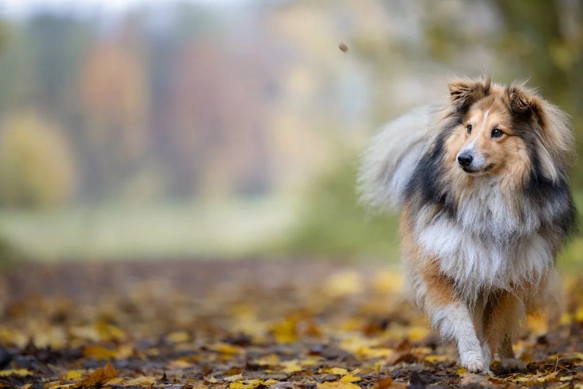 Ein Hund läuft durch einen herbstlichen Wald mit Laub auf dem Boden.