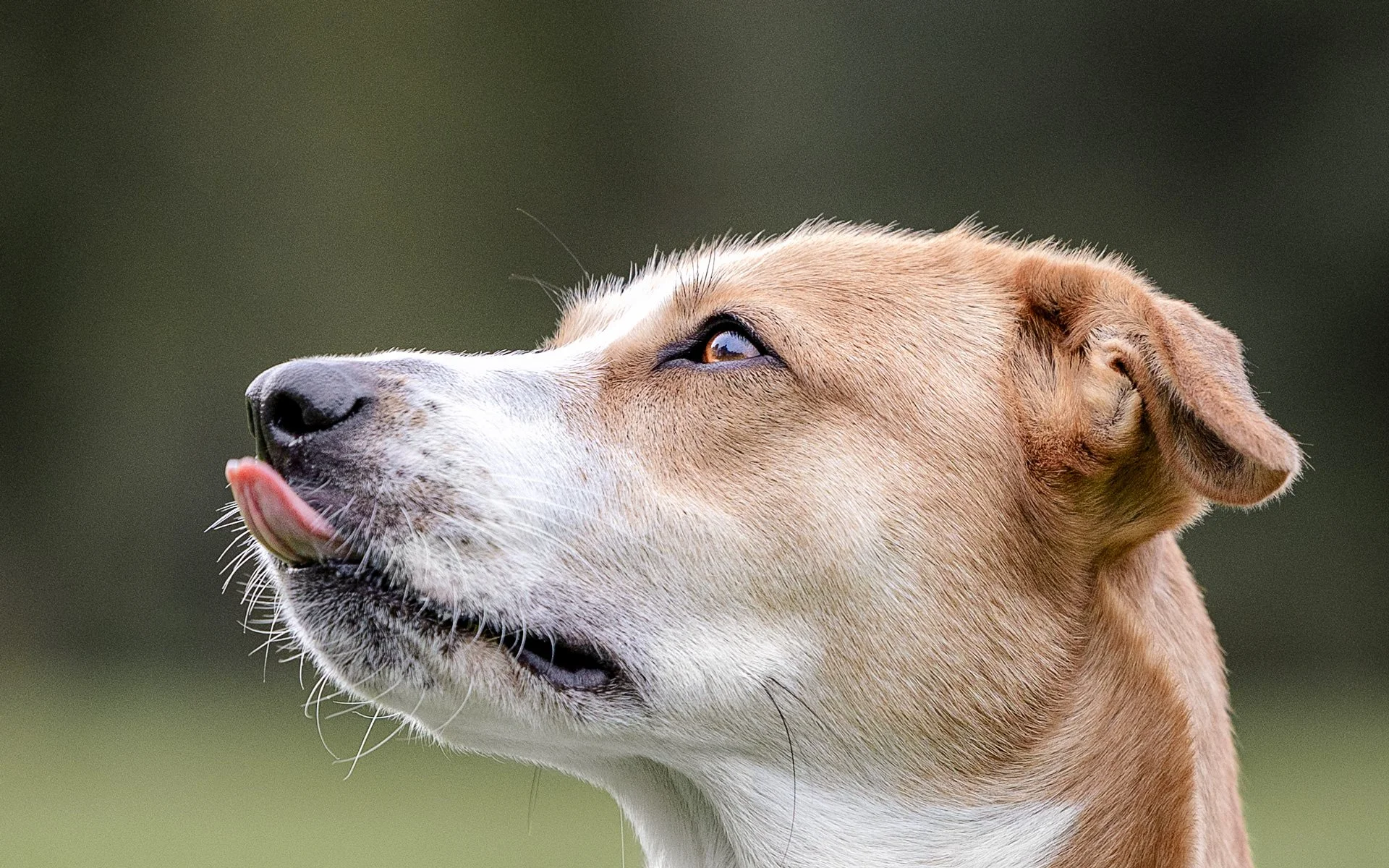 Nahaufnahme eines Hundes, der die Zunge auf die Nase leckt, mit braun-weißem Fell und dunklen Hintergrund.