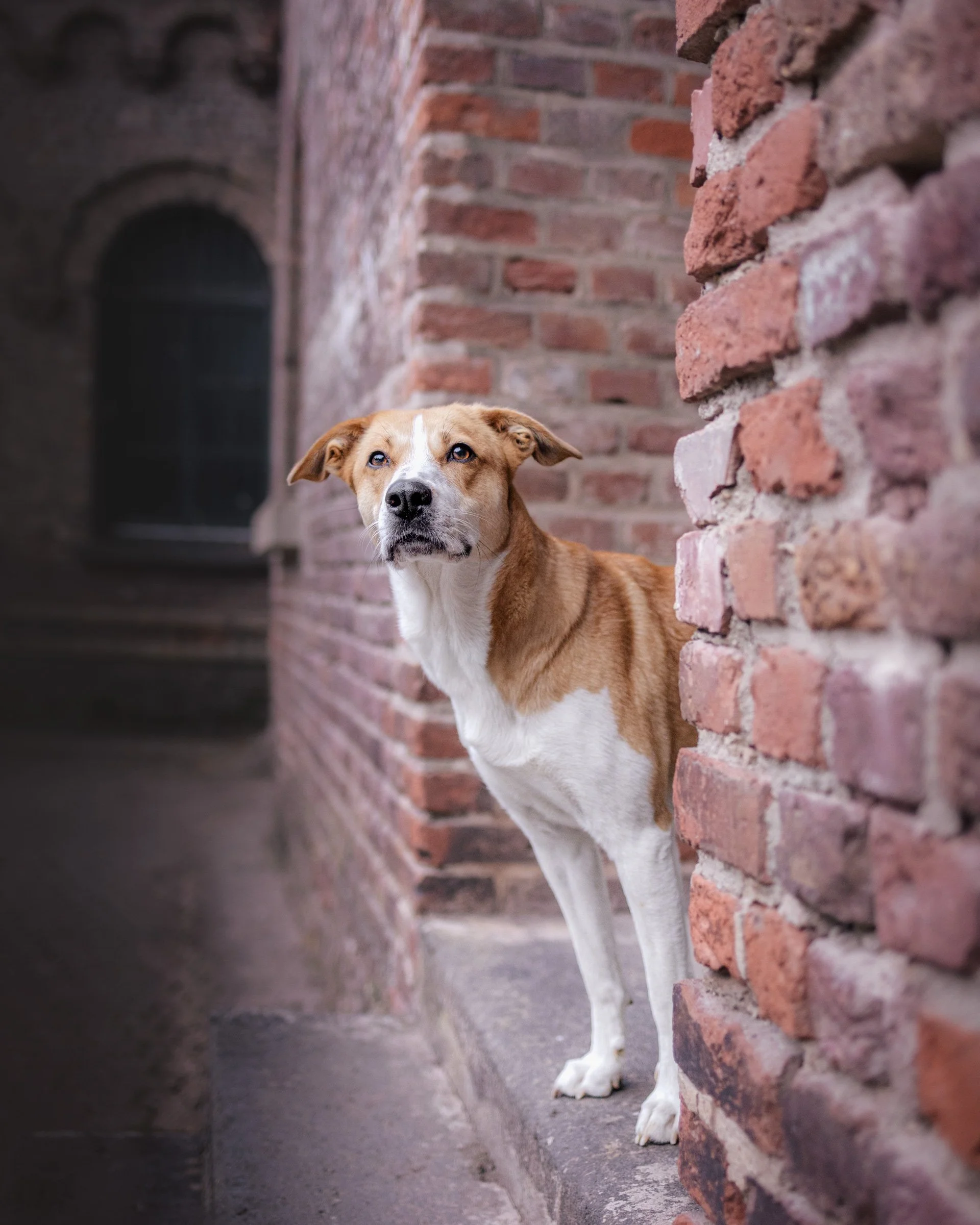 Ein Hund mit braun-weißem Fell steht an einer alten Backsteinmauer in einer dunklen Gasse und schaut nach vorne.
