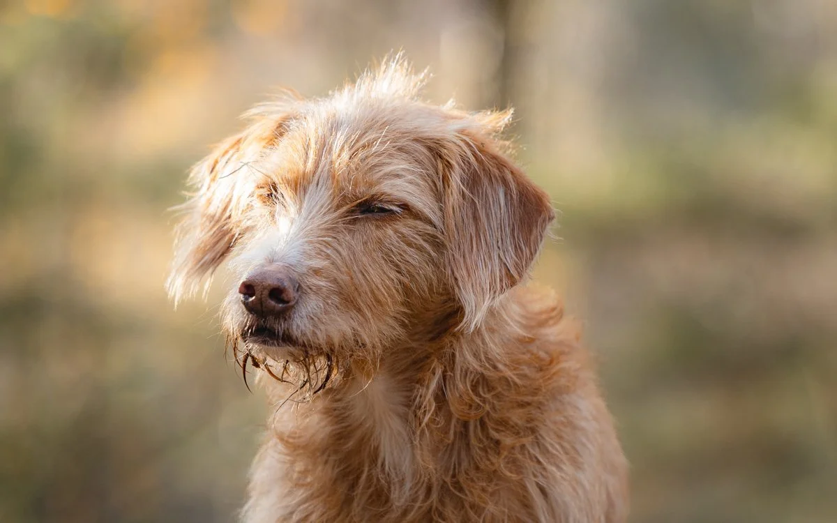 Ein brauner, wuscheliger Hund mit geschlossen Augen vor unscharfem Waldhintergrund.