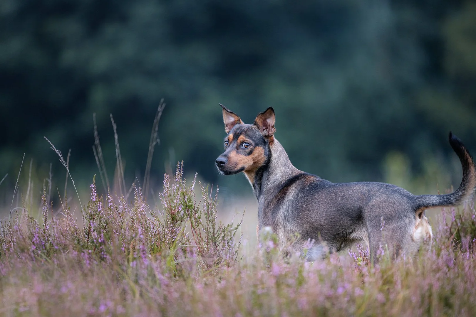 Ein Hund steht in einer Wiese mit violetten Blumen, im Hintergrund ein dunkler Wald.