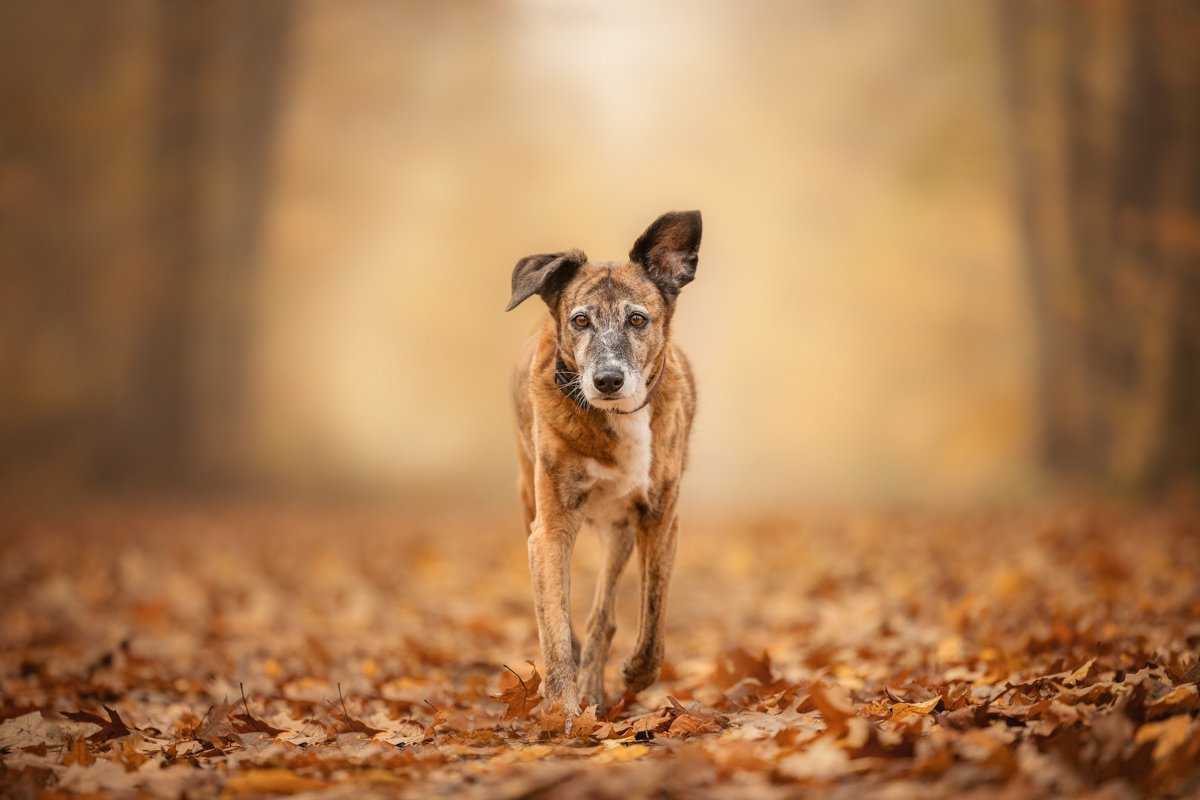 Ein Hund läuft auf einem blattbedeckten Pfad im Wald, die Blätter sind braun und orange, die Bäume um ihn herum sind auch im Herbstfarben.