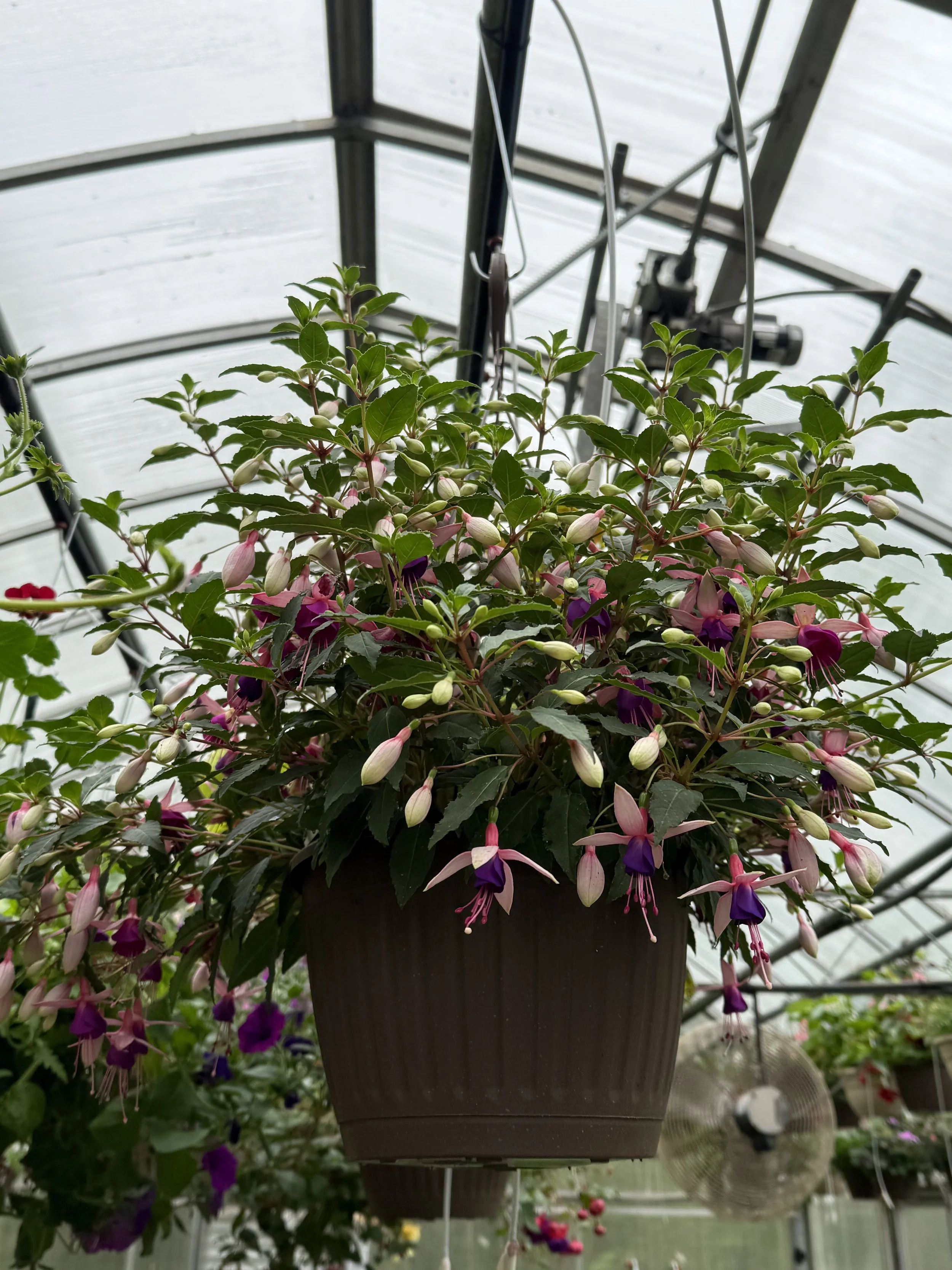 Hanging pot of fuchsia flowers inside a greenhouse with a fan in the background.