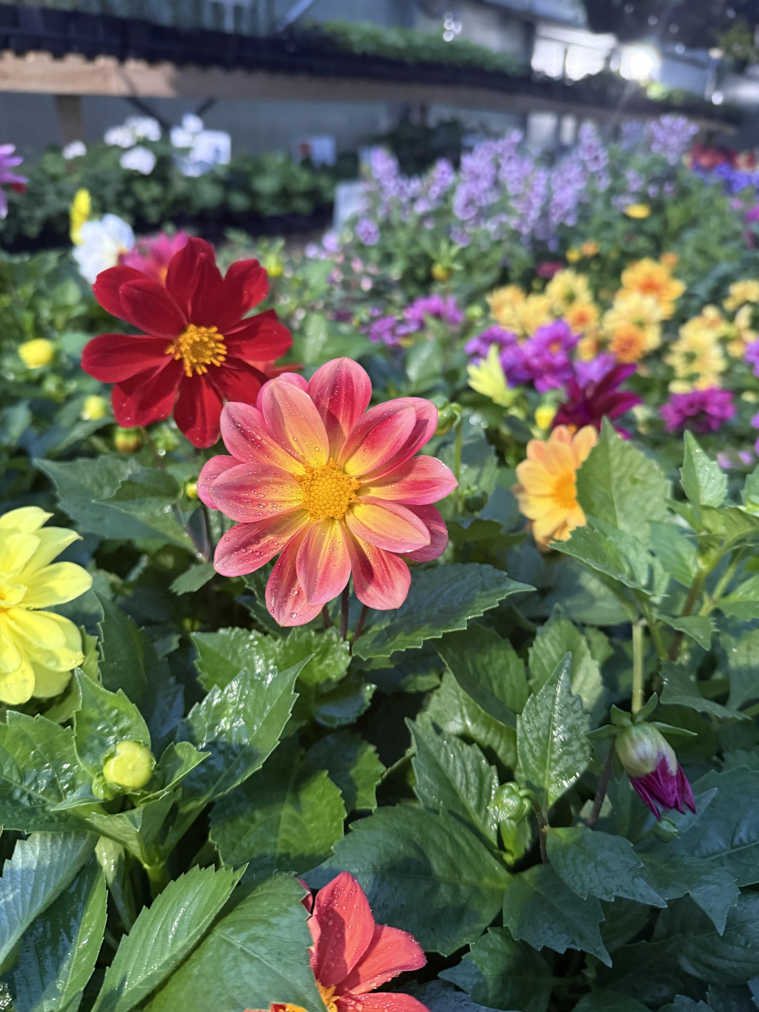 Close-up of colorful flowering plants, including pink and yellow daisies, in a garden with more flowers and greenery in the background.