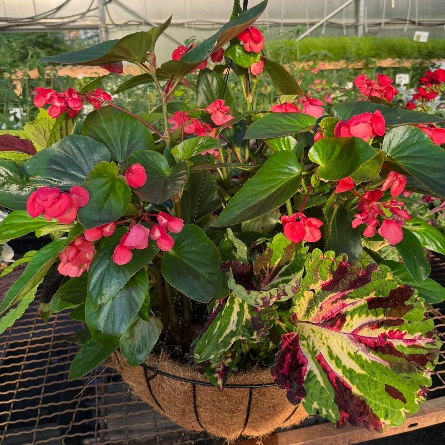 A basket with various colorful plants, including pink flowers, large green leaves, and variegated leaves with green, pink, and cream colors, inside a greenhouse.