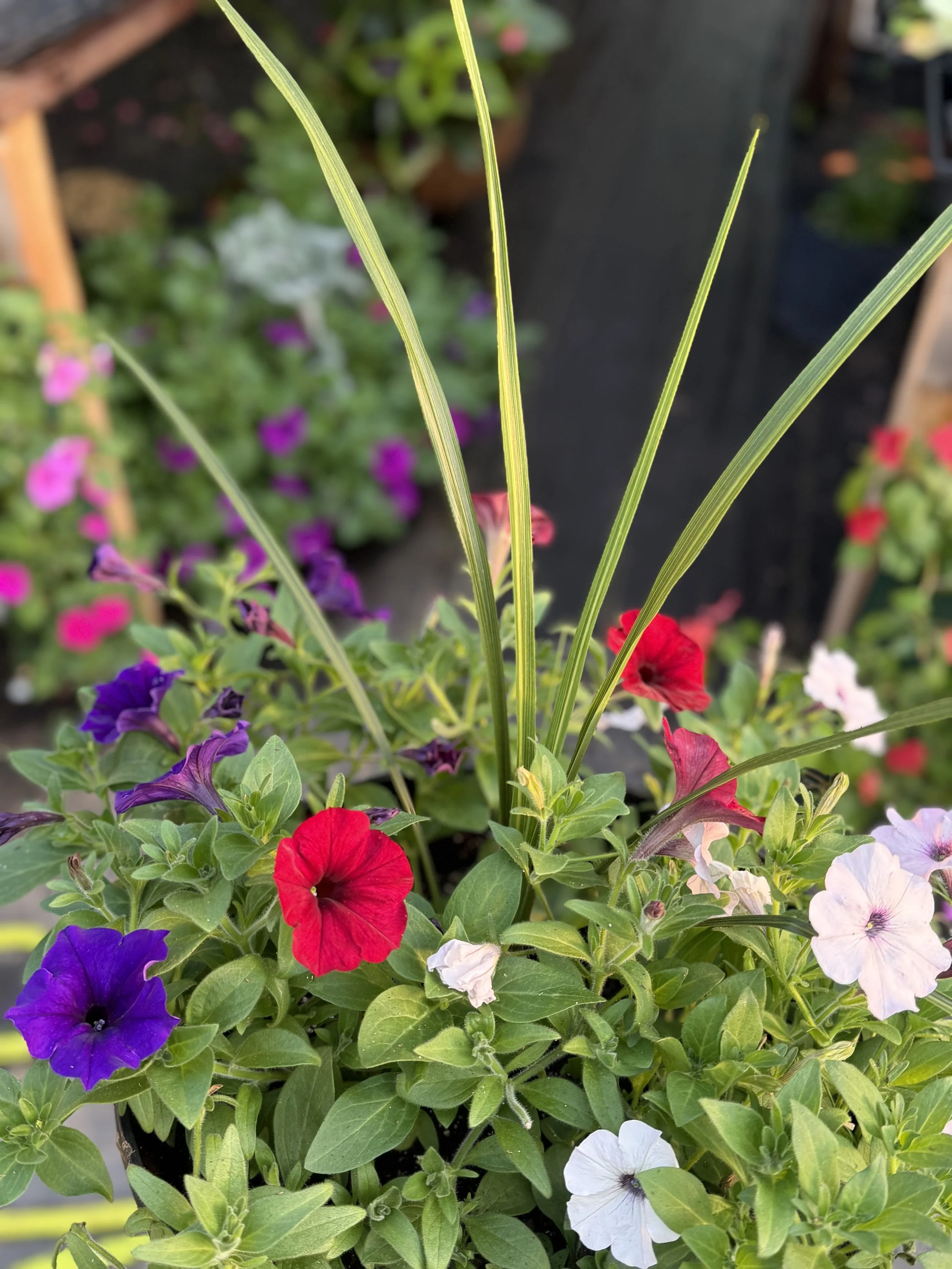 Close-up of colorful petunias in a garden with some tall green grass blades in the foreground.