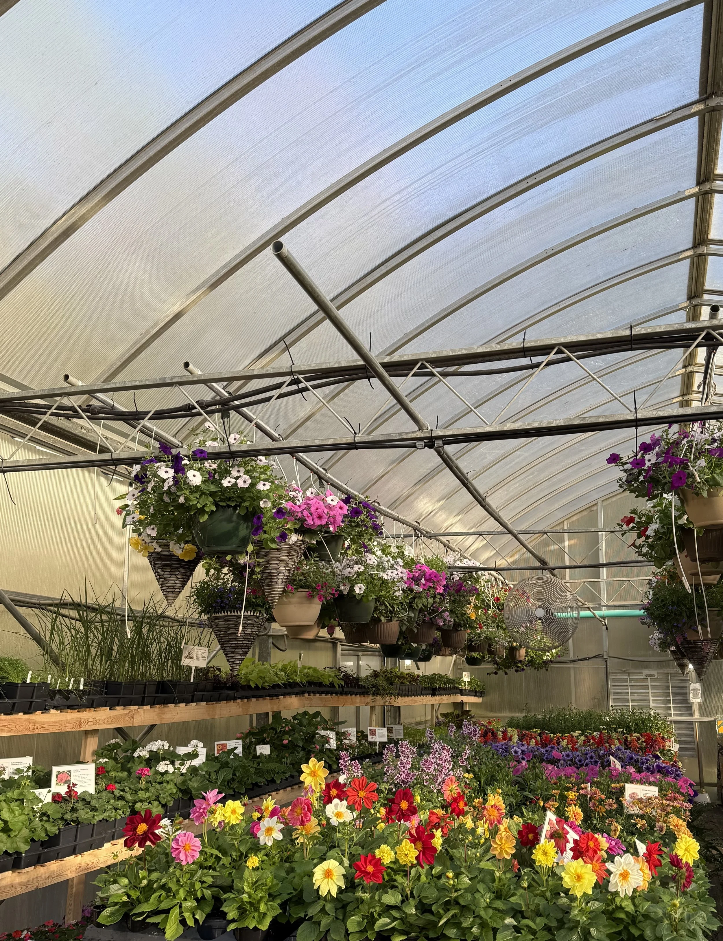 Annual Bedding Plants