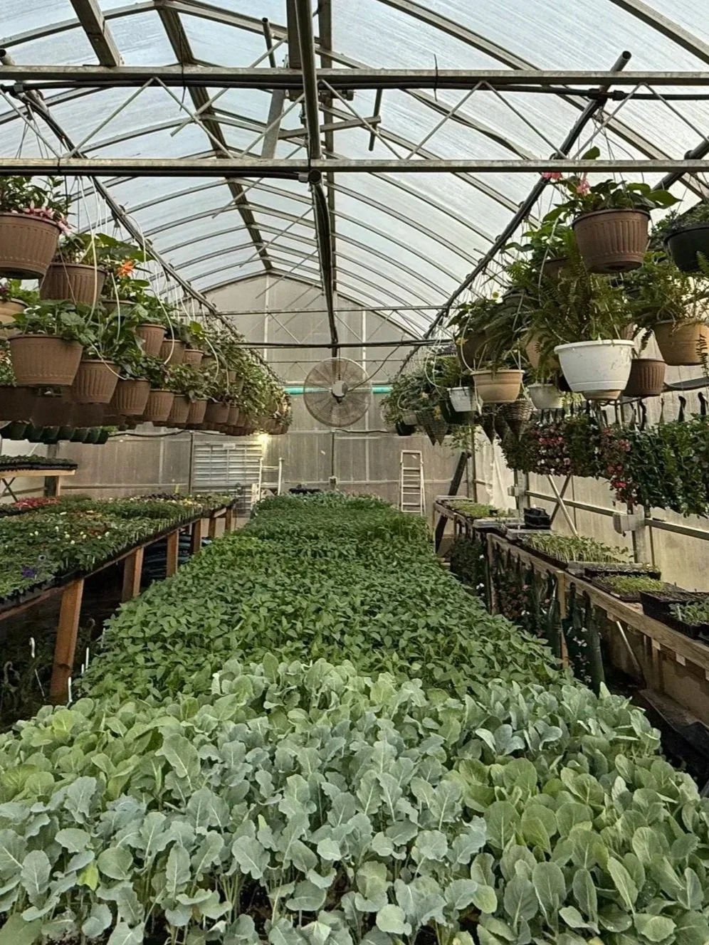 Interior view of a greenhouse filled with rows of green leafy plants and hanging flower pots.