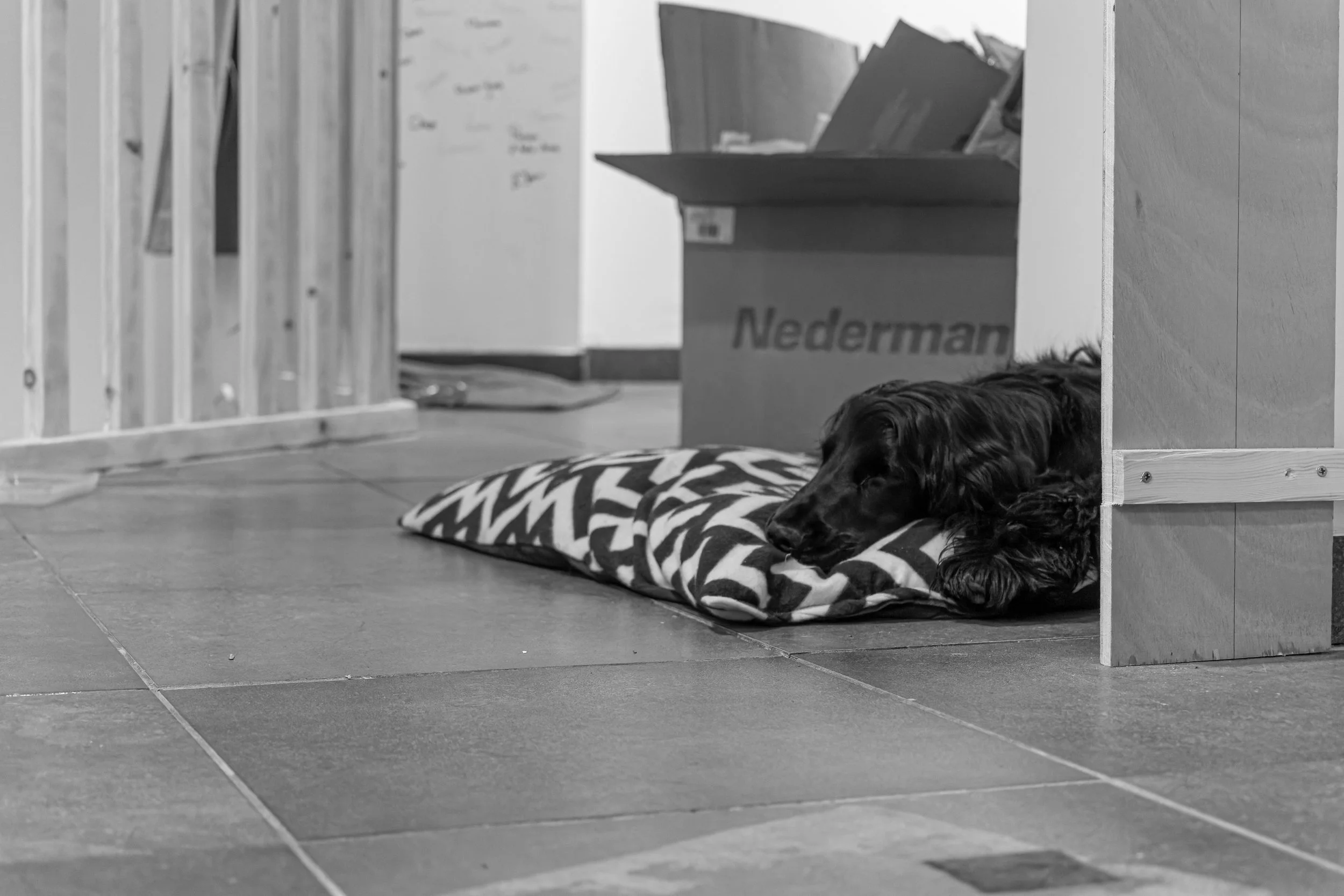 Un chien Couché sur un coussin à l'intérieur d'un espace de bureau ou d'atelier.