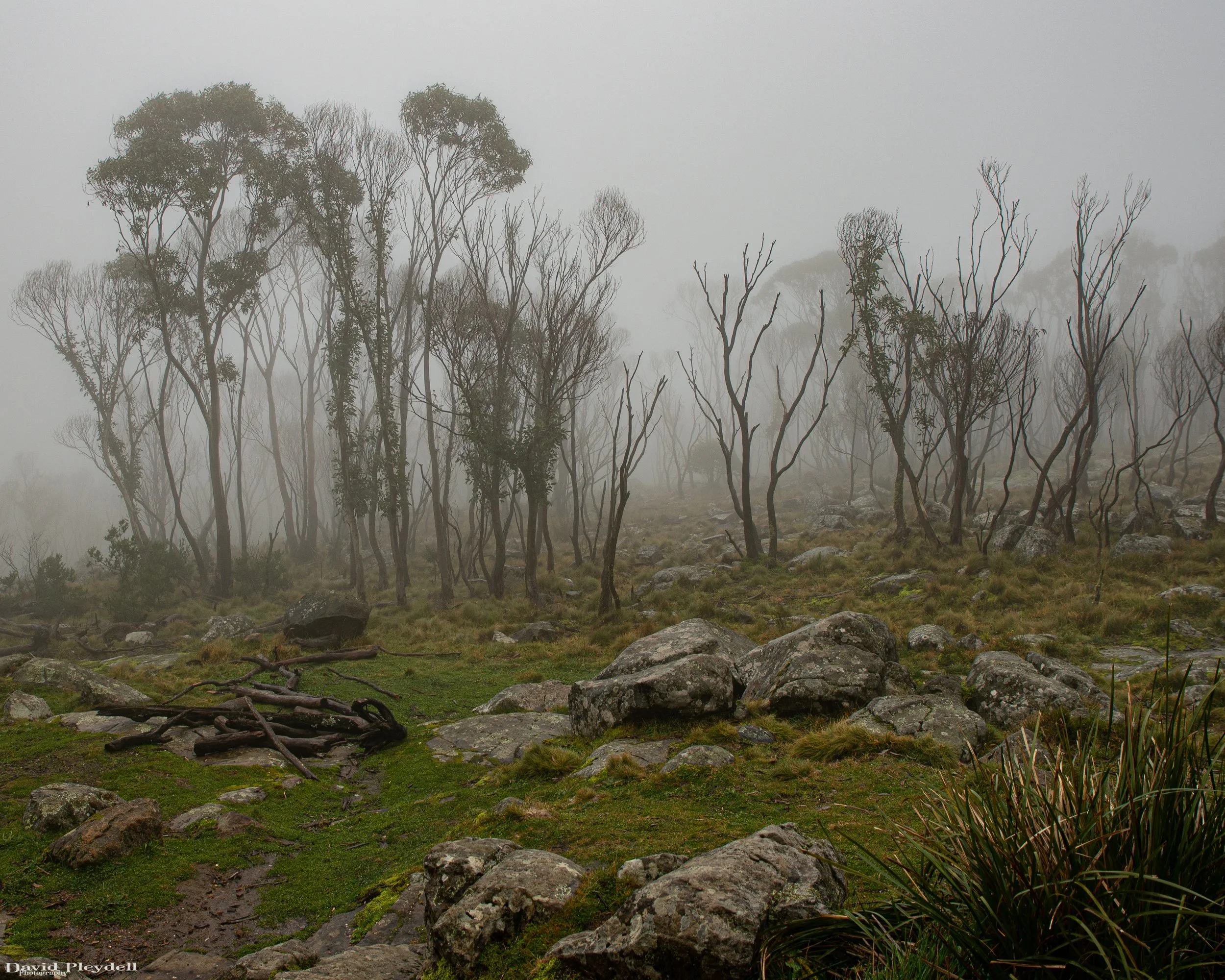 Mt Macedon 2020.JPG