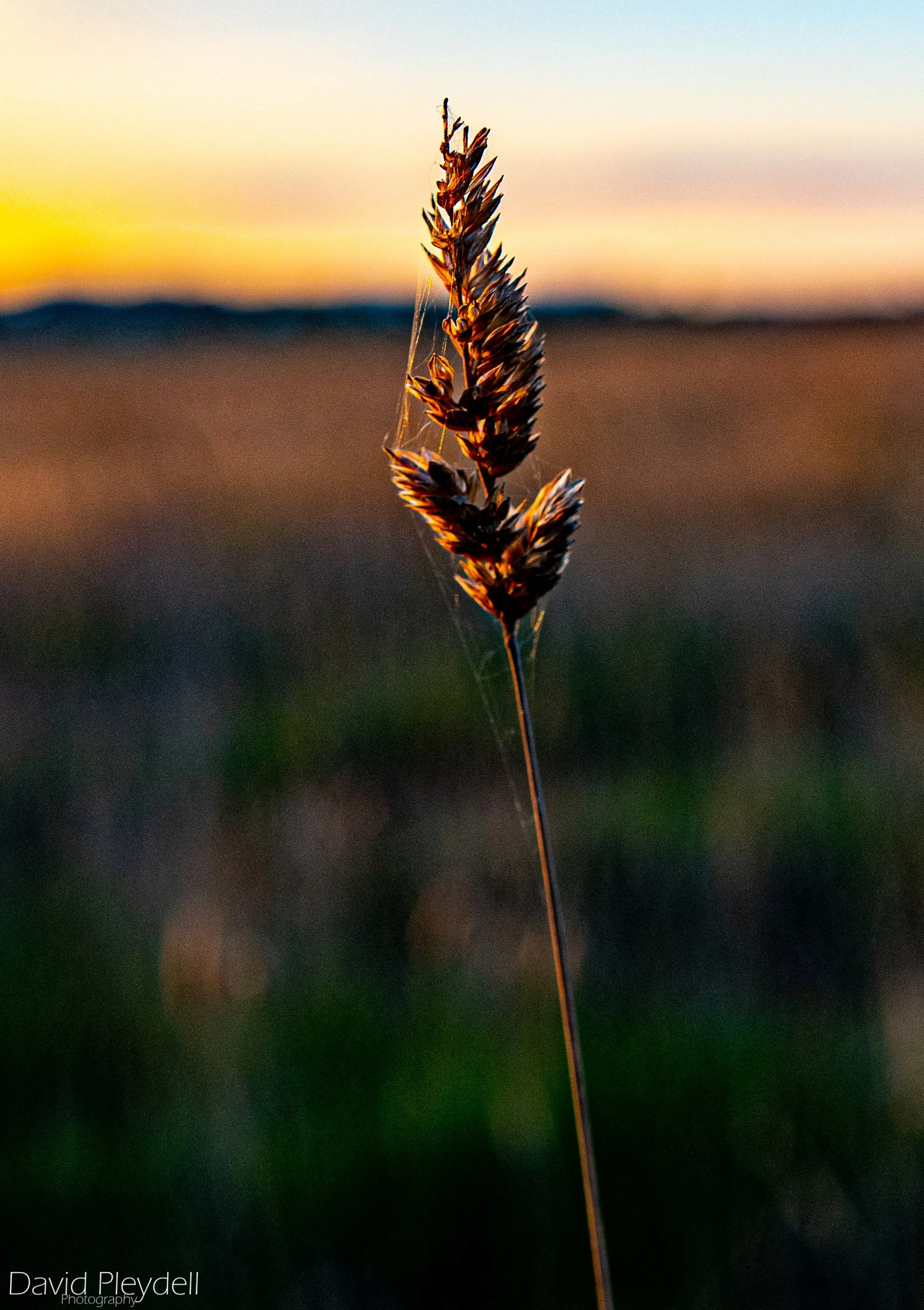 NIKON D500_000942-0517.JPG