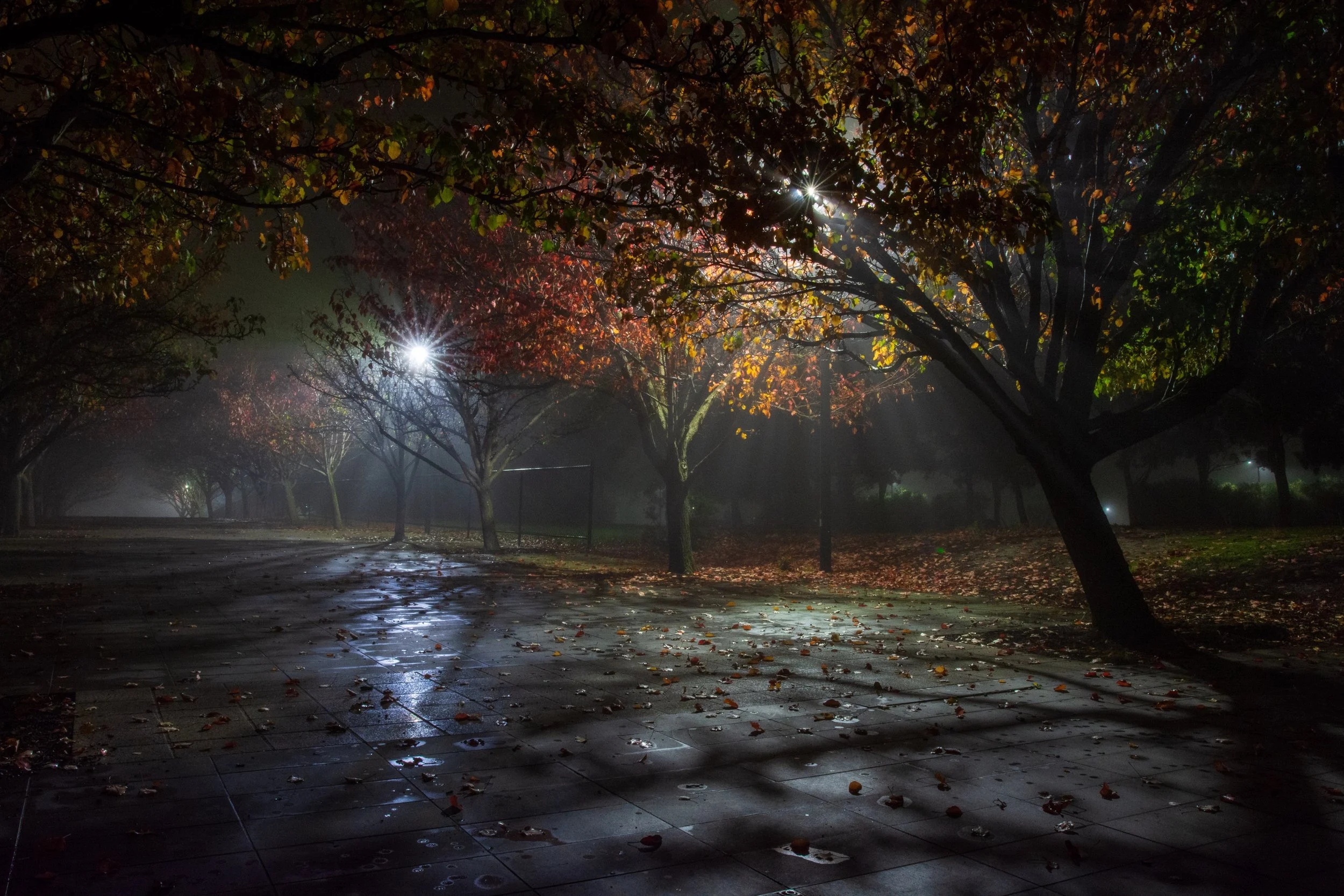 Autumn Trees and Fog.jpg