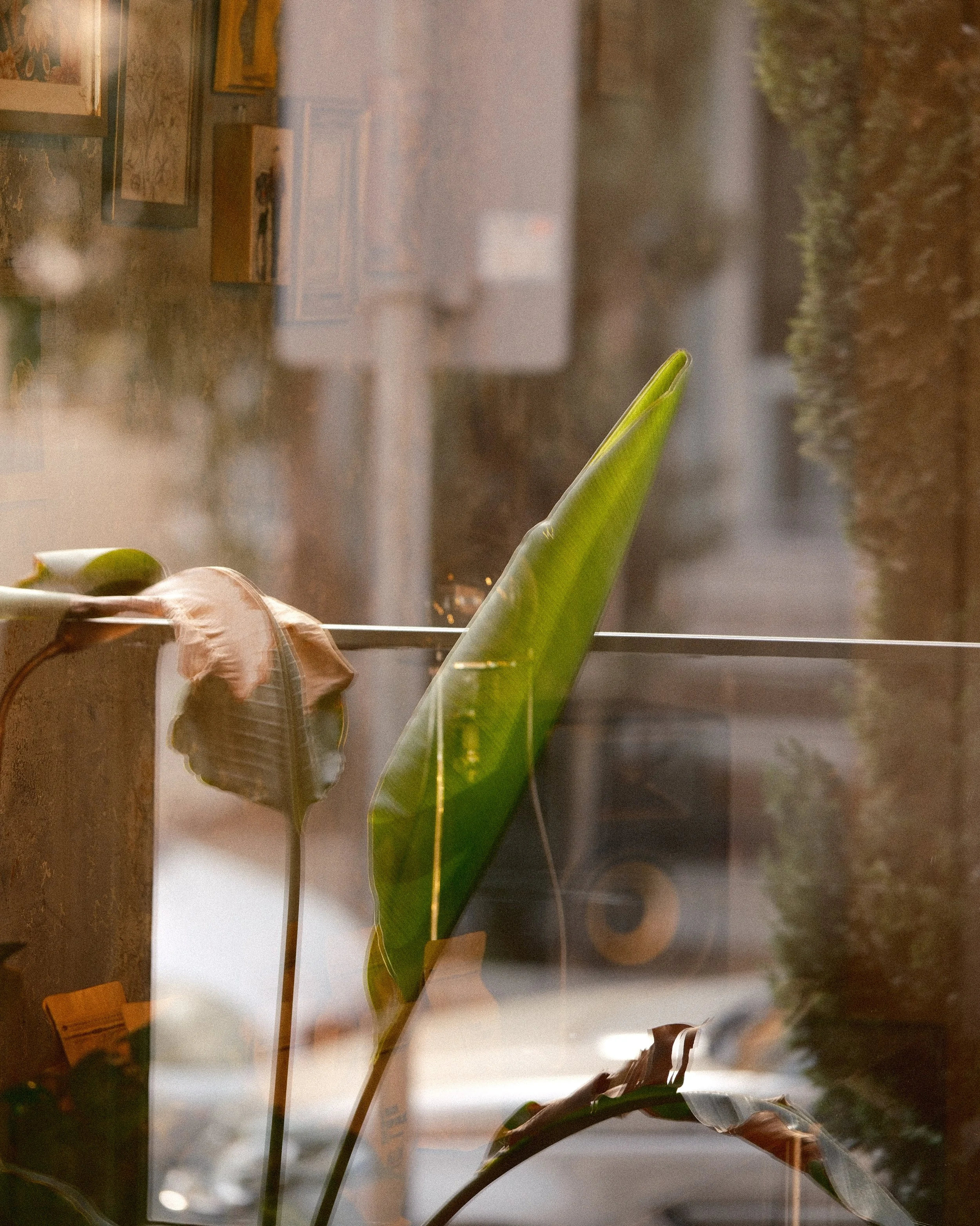 Close-up of a green plant leaf, with a background view through a window, showcasing blurred indoor and outdoor scenes.