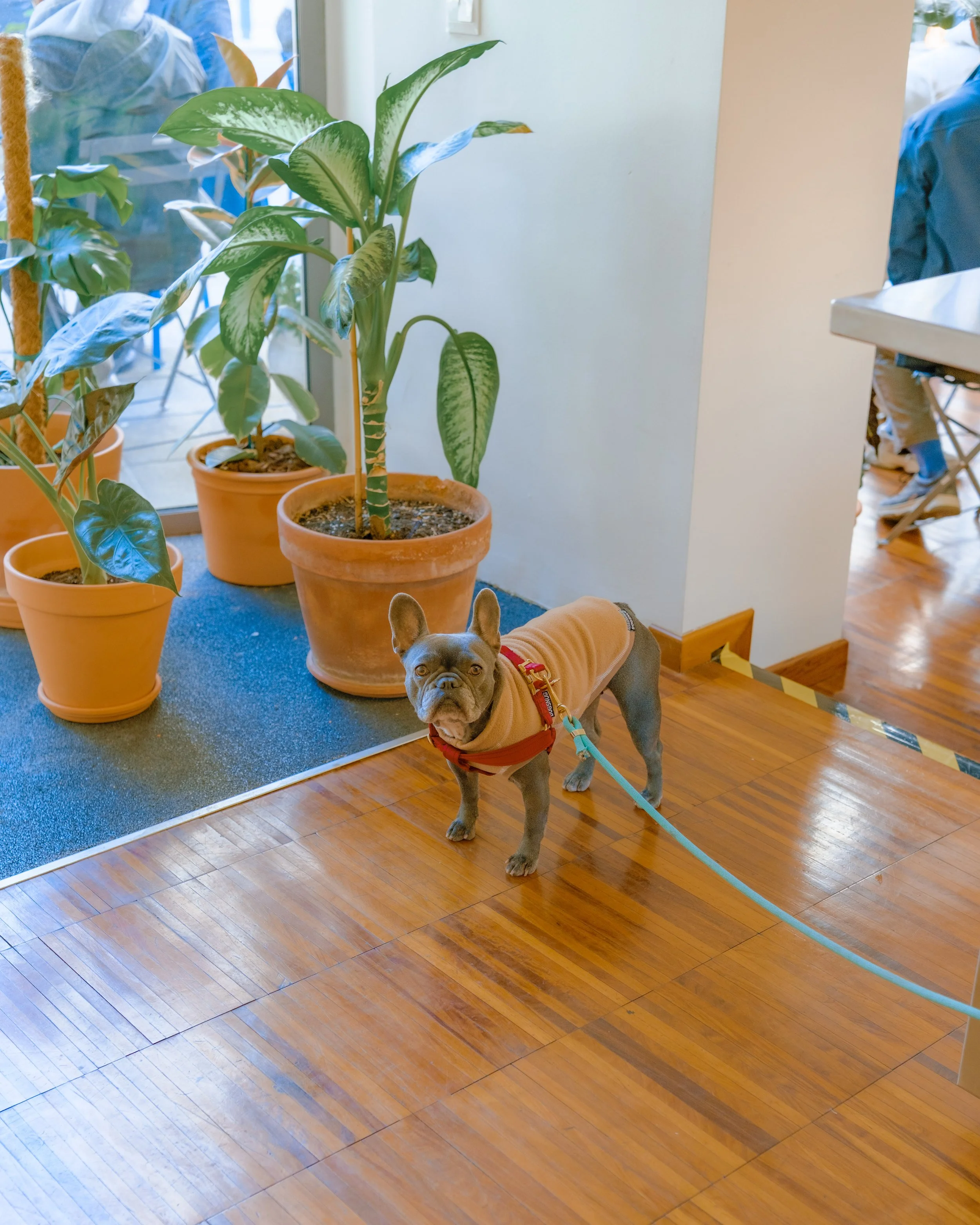 A French Bulldog wearing a tan jacket standing on a wooden floor in a room with potted plants and a glass door.