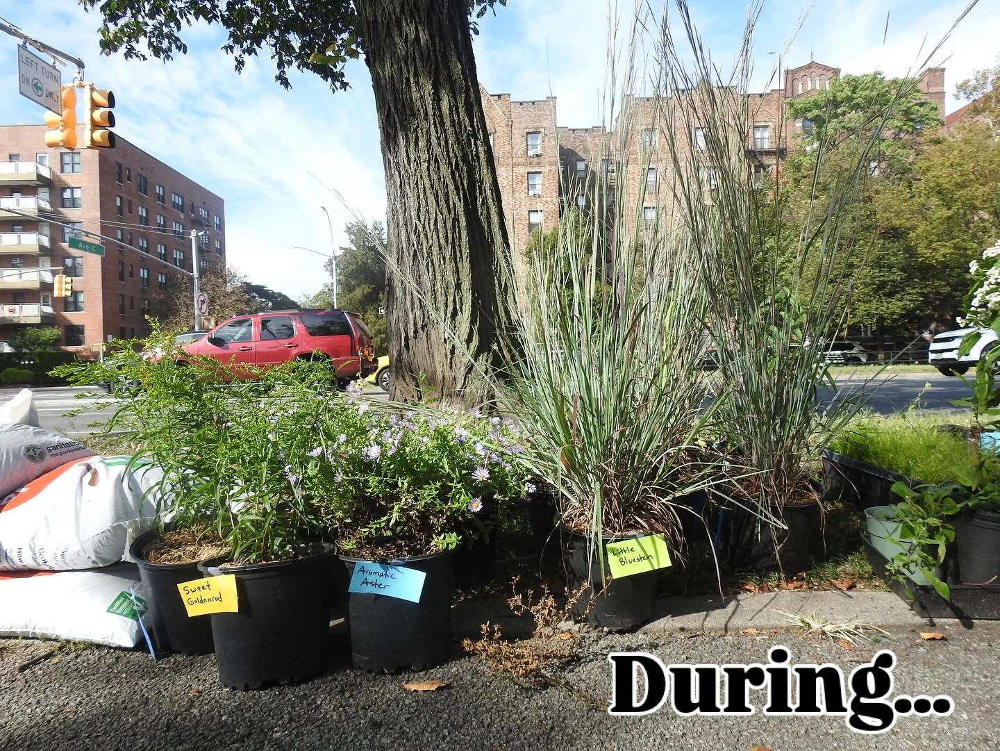 Thank you again to everyone who volunteered time, energy, plants, and good vibes to bring another little pollinator garden to life in the neighborhood!  Visit the corner of Ave C &amp; Ocean Parkway if you didn&rsquo;t get a chance to join us &mdash;