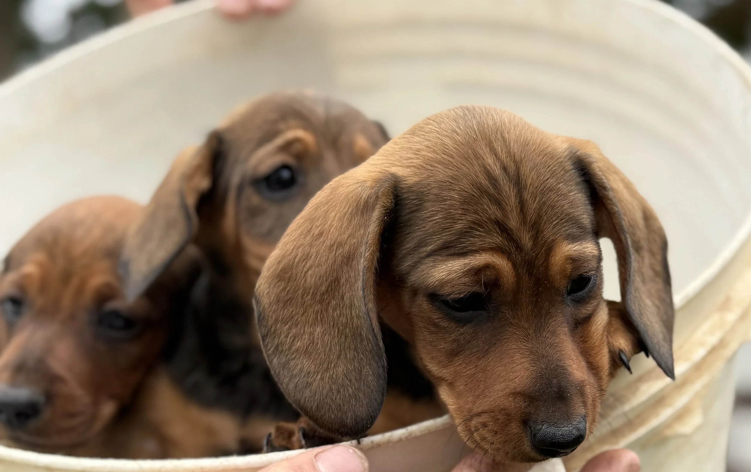Tres cachorros de raza Dachshund en una cesta de color claro. Perritos Salchicha