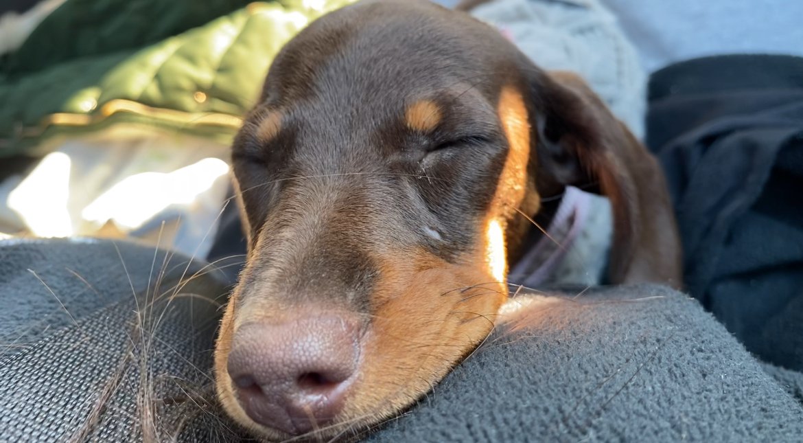 Perro Dachshund durmiendo con los ojos cerrados en una superficie gris oscuro