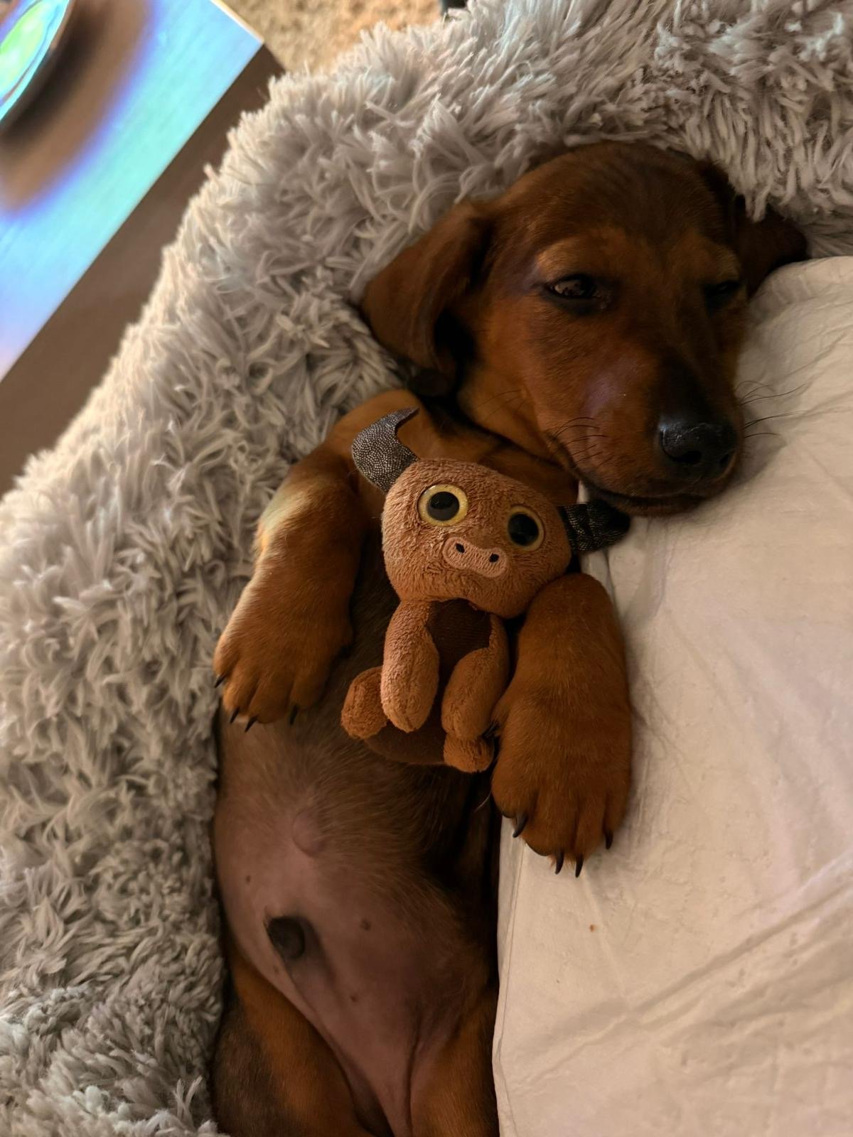 Perro marrón acostado sobre una cama con un peluche de un gato, rodeado de una manta gris y fondo de madera y pantalla de televisión.