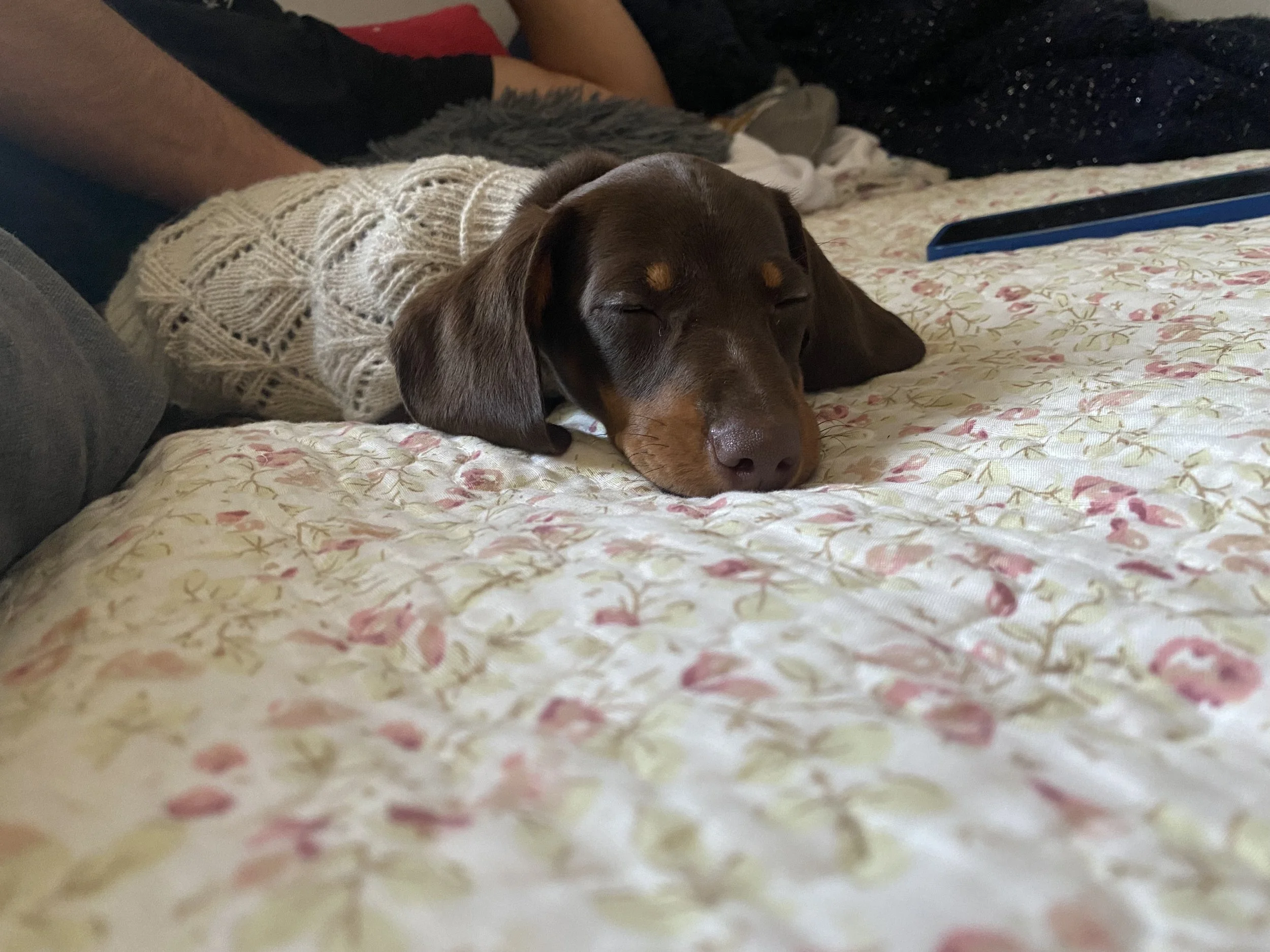 Perro de raza pequeña, de color marrón, durmiendo en una cama con colcha floral en tonos pastel.