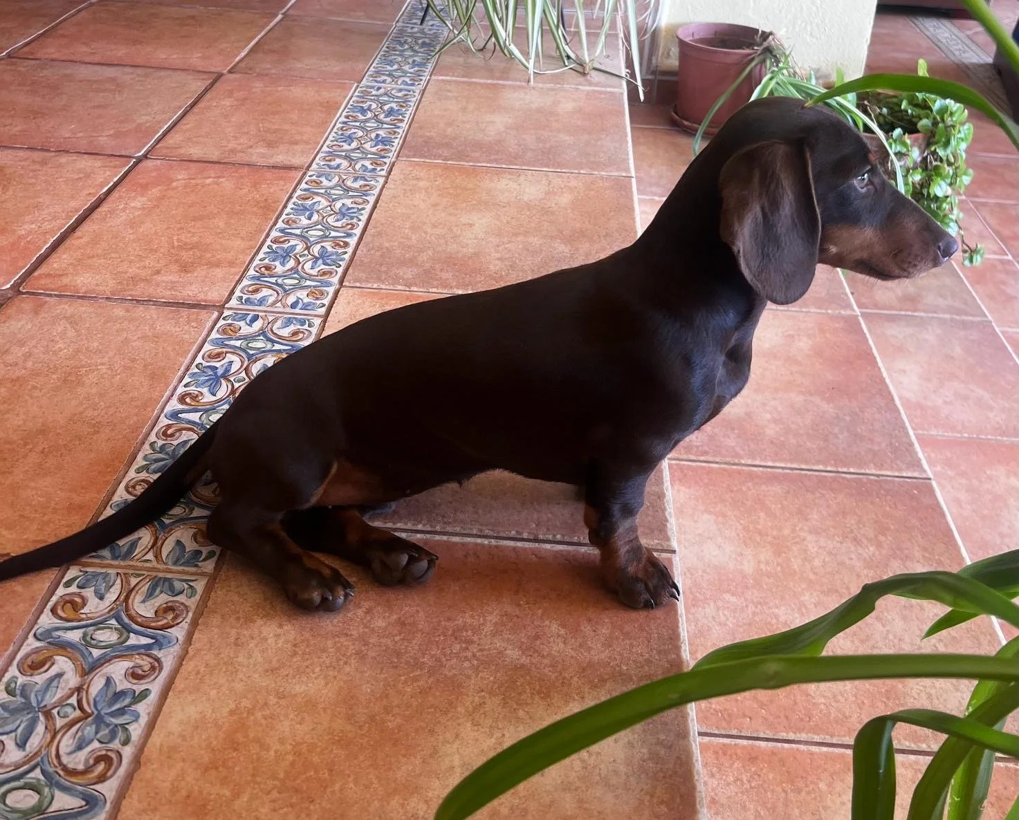 Perro teckel de color negro y marrón sentado en un piso de cerámica con decoraciones florales, mirando hacia el lado derecho.