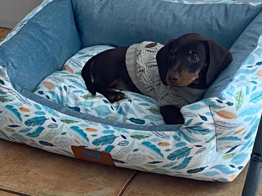 Perro Dachshund negro con mellitus marrón, usando un suéter gris, descansando en una cama con funda de papel tapiz con diseño de hojas de colores.