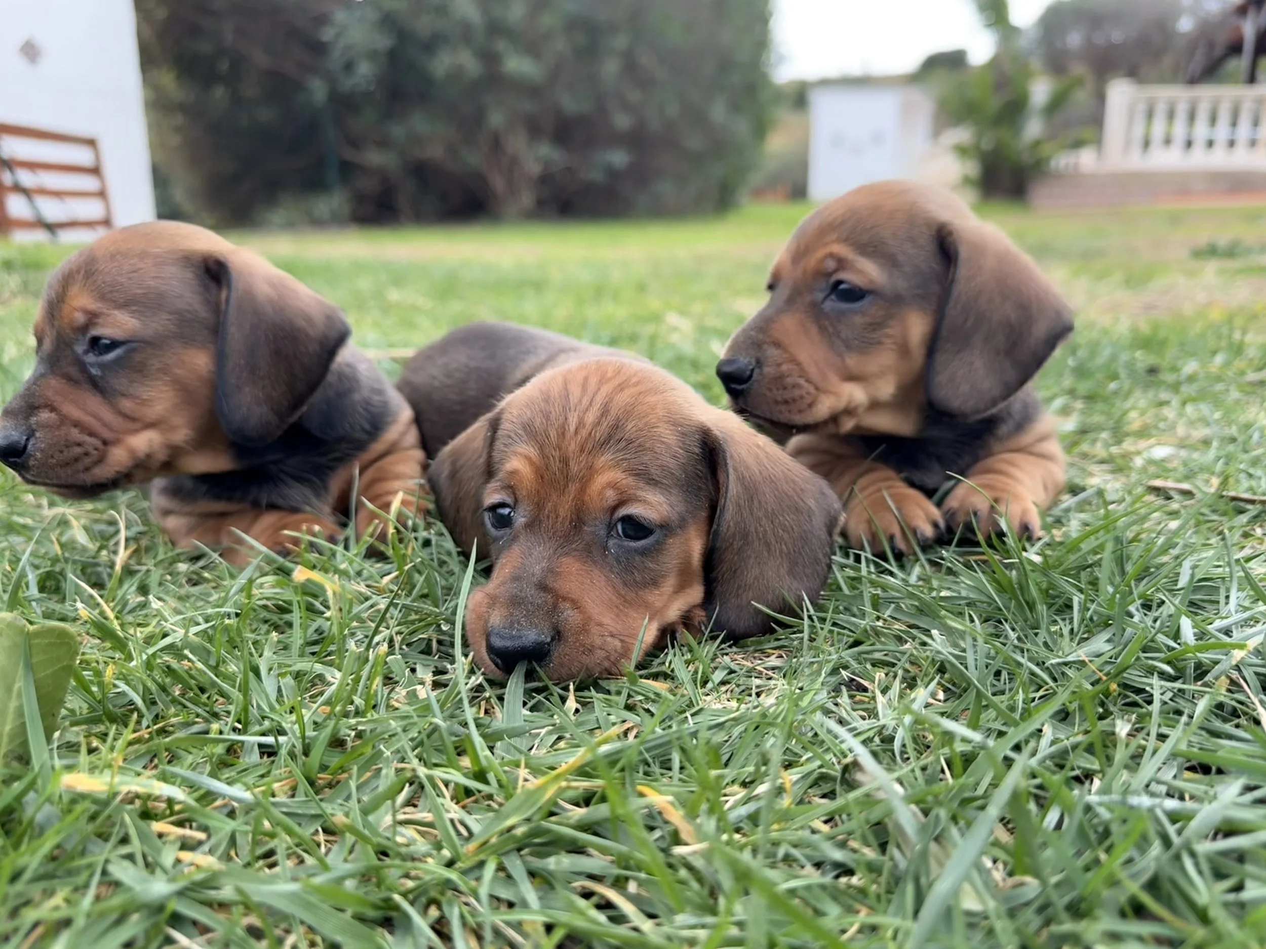 Tres cachorros de raza pequeña, de color marrón, acostados en el césped. Teckel. Perro Salchicha en Valencia España 