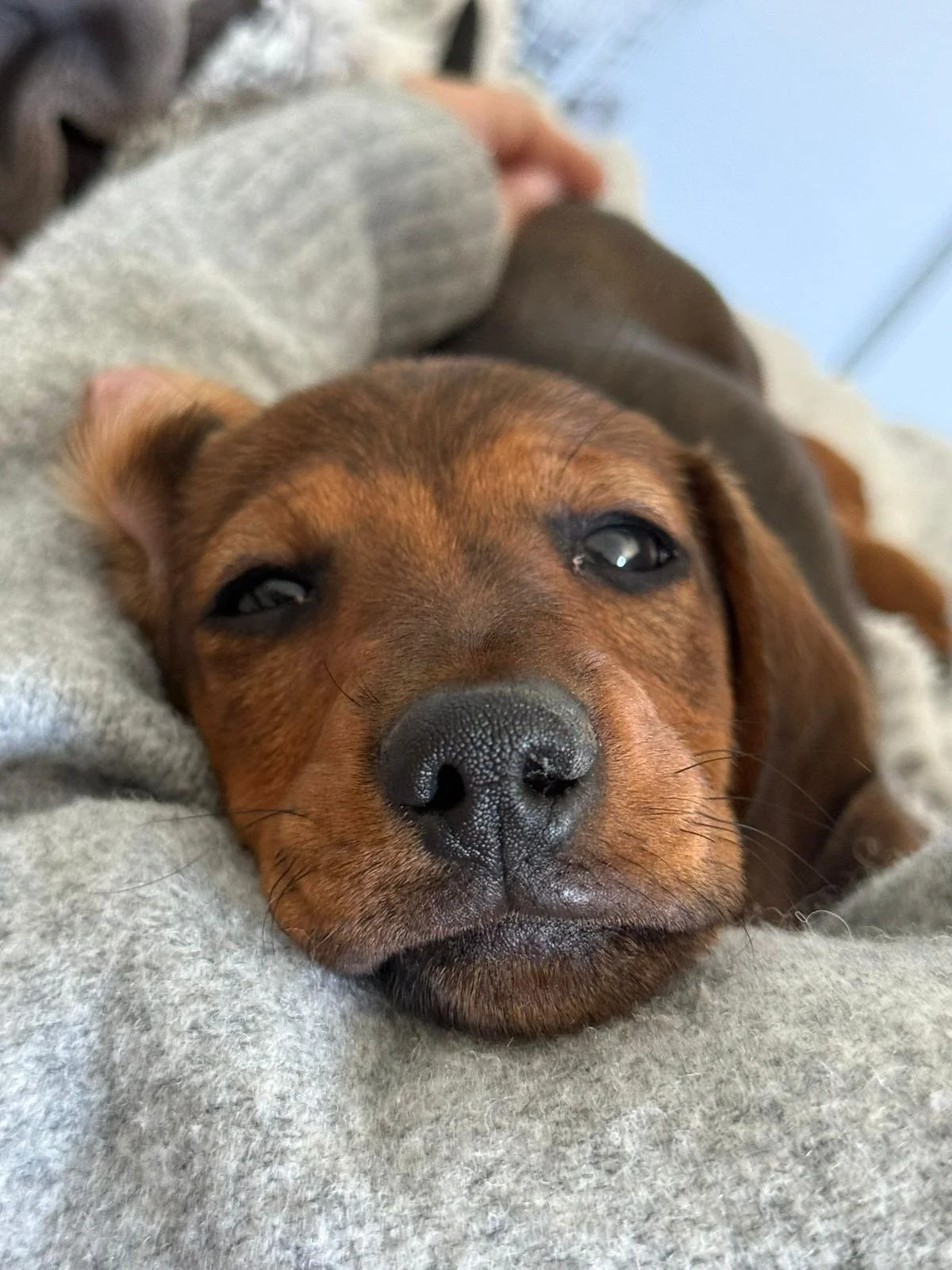 Cachorro de raza teckel/dachshund/perro salchicha , de color marrón, descansando sobre una persona con ropa gris.
