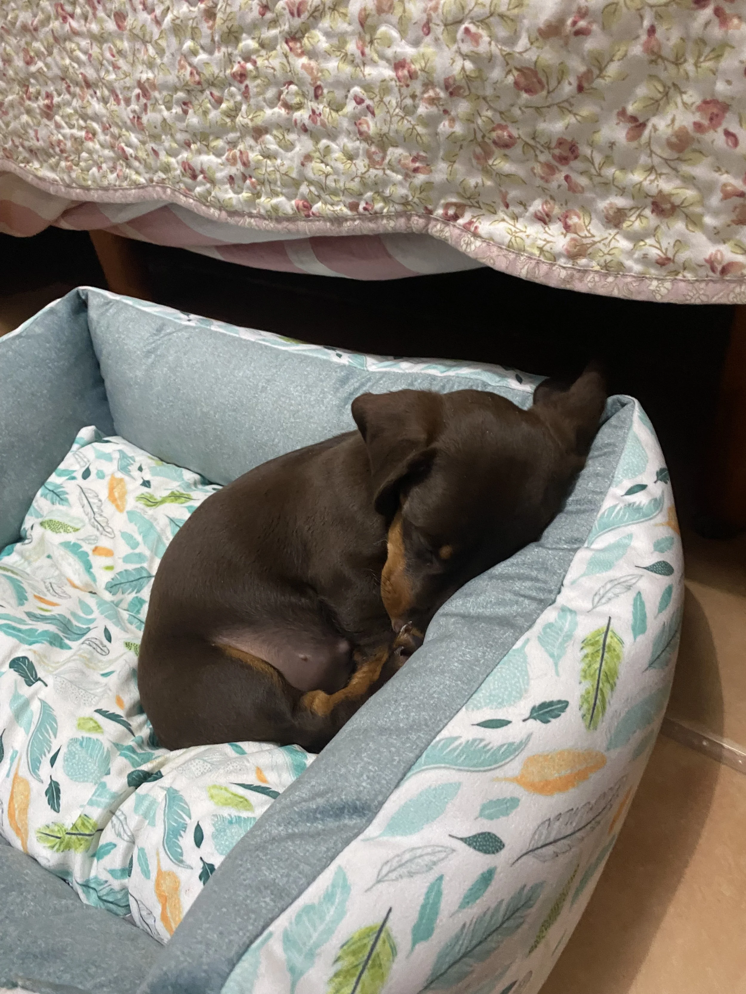 Un cachorro de color marrón oscuro durmiendo en una cama con cojines decorados con estampados de hojas verdes y naranjas.