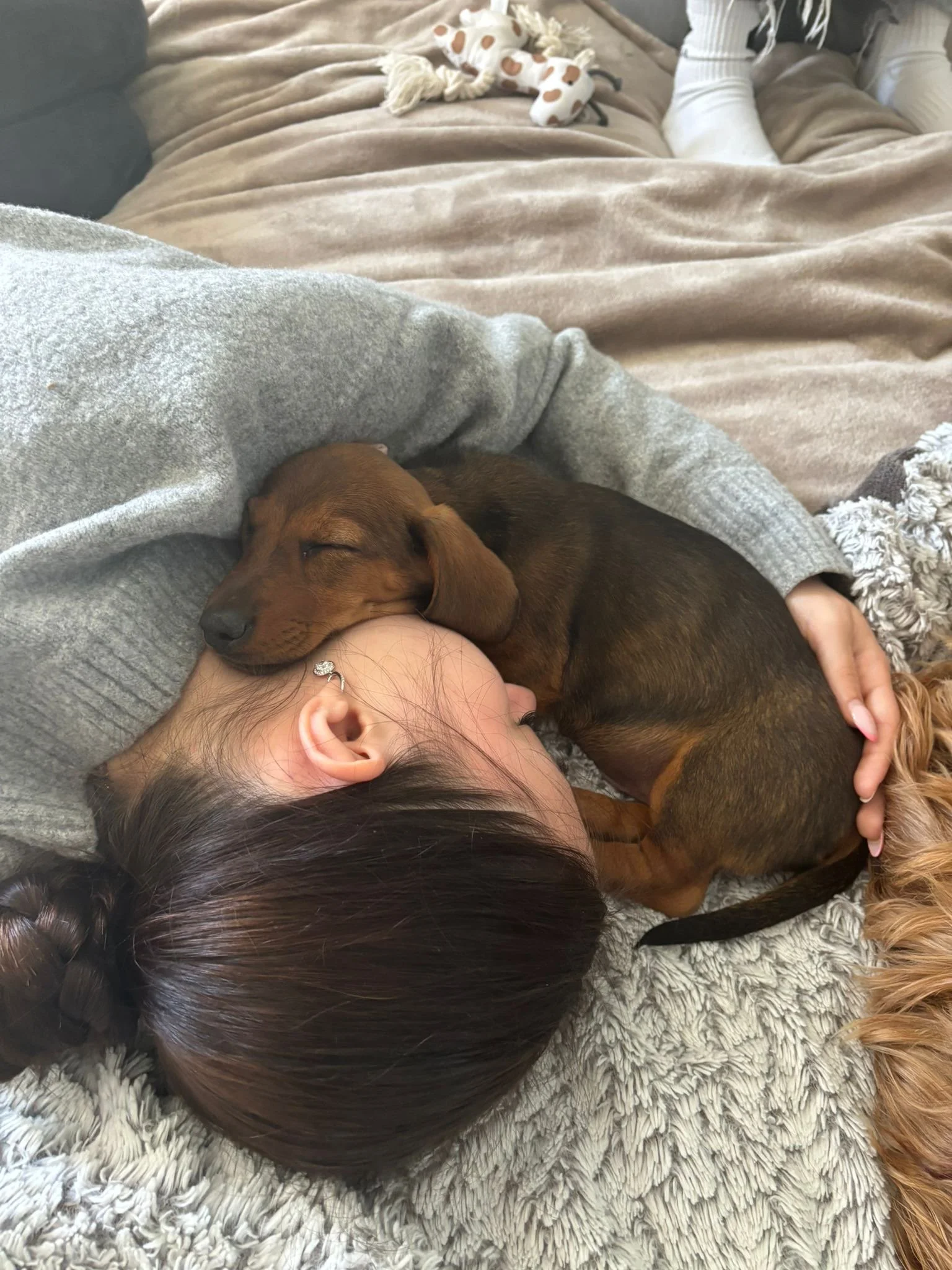 Una mujer y un cachorro de perro durmiendo juntos en un sofá. Teckel chocolate, Perro salchicha Chocolate Perro Teckel Merlado 