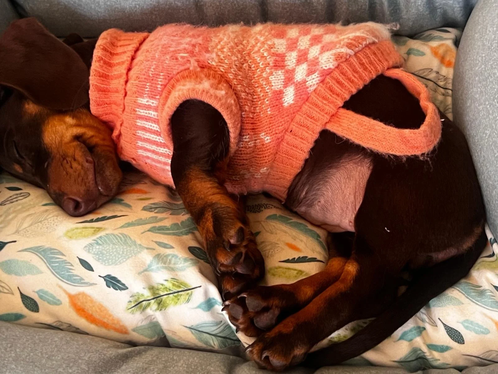 Perro durmiendo en un sofá, con un jersey rosa, sobre una almohada decorada con hojas de diferentes colores.