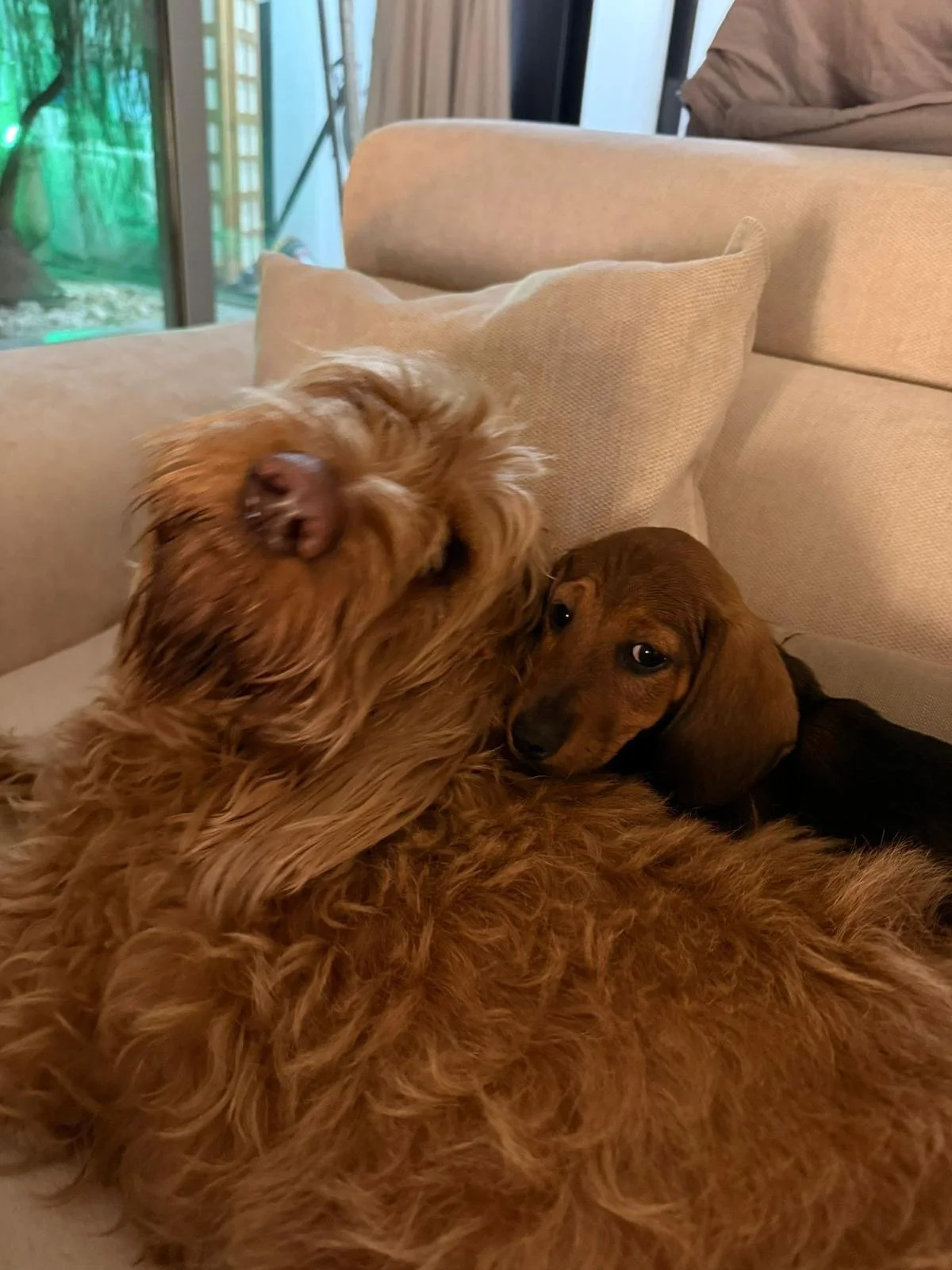 Dos perros durmiendo en un sillón beige en una sala. perro salchicha, teckel, dachshund. perro salchicha merlado perro salchicha arlequin 