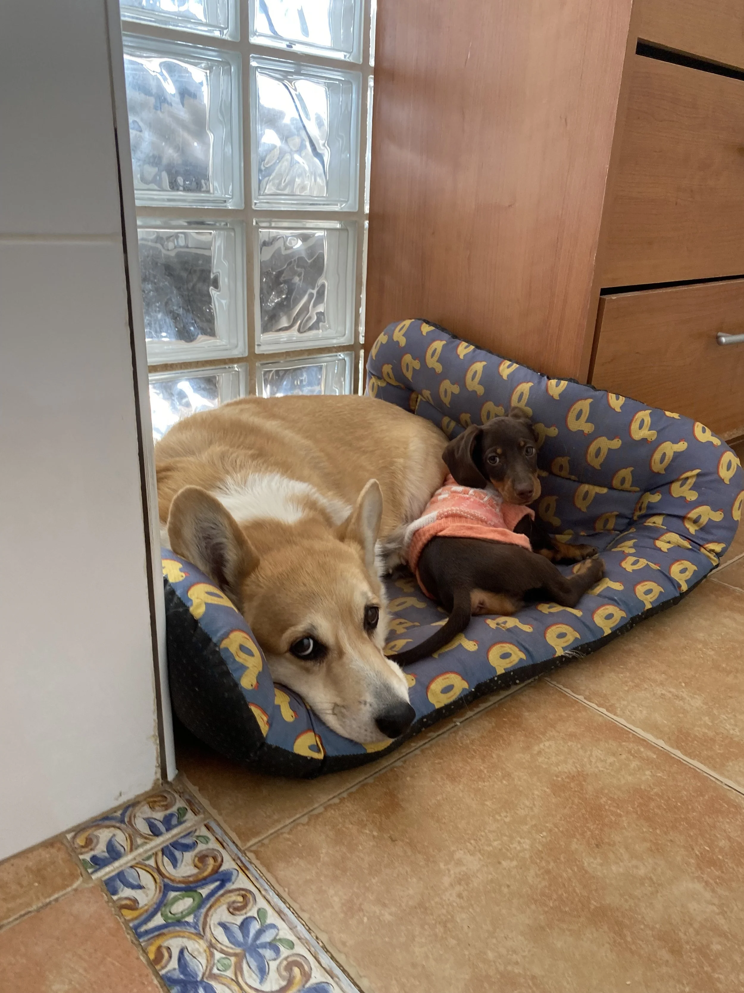 Dos perros descansando en una cama para mascotas en el suelo, un Welsh Corgi Pembroke con un Teckel. Disfrutando de la mejor compañia y relación que tienen 