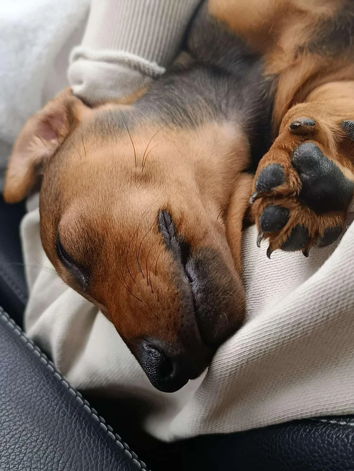 Un perro dormir plácidamente en el regazo de una persona, con ojos cerrados y miembros relajados. Teckel, perro salchicha, Dachshund