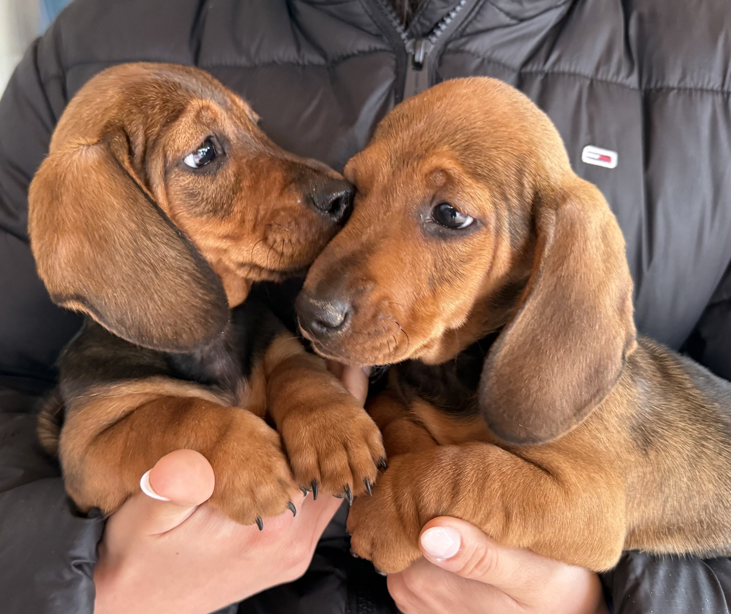 Dos cachorro de raza Teckel/Dachshund, de color marrón, siendo sostenidos por una persona con ropa negra. Los cachorros se tocan y se observan con ojos tiernos.
