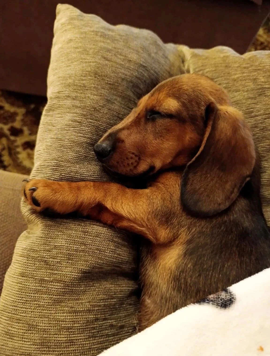 Perro de raza dachshund dorado durmiendo en un cojín beige.