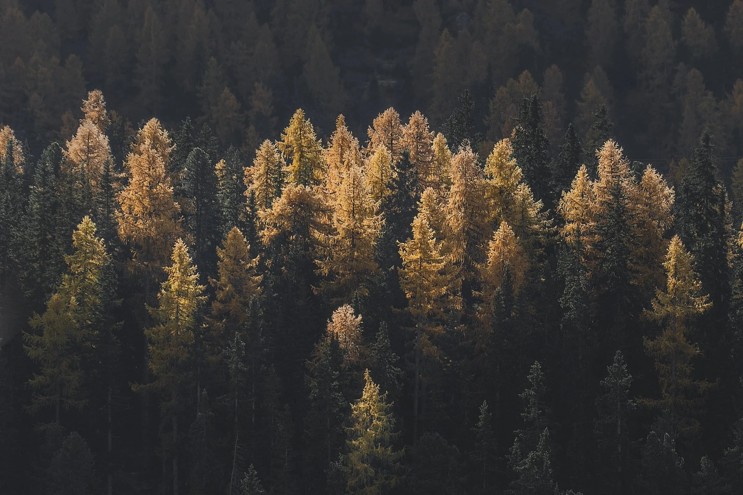 When the Forest Sang