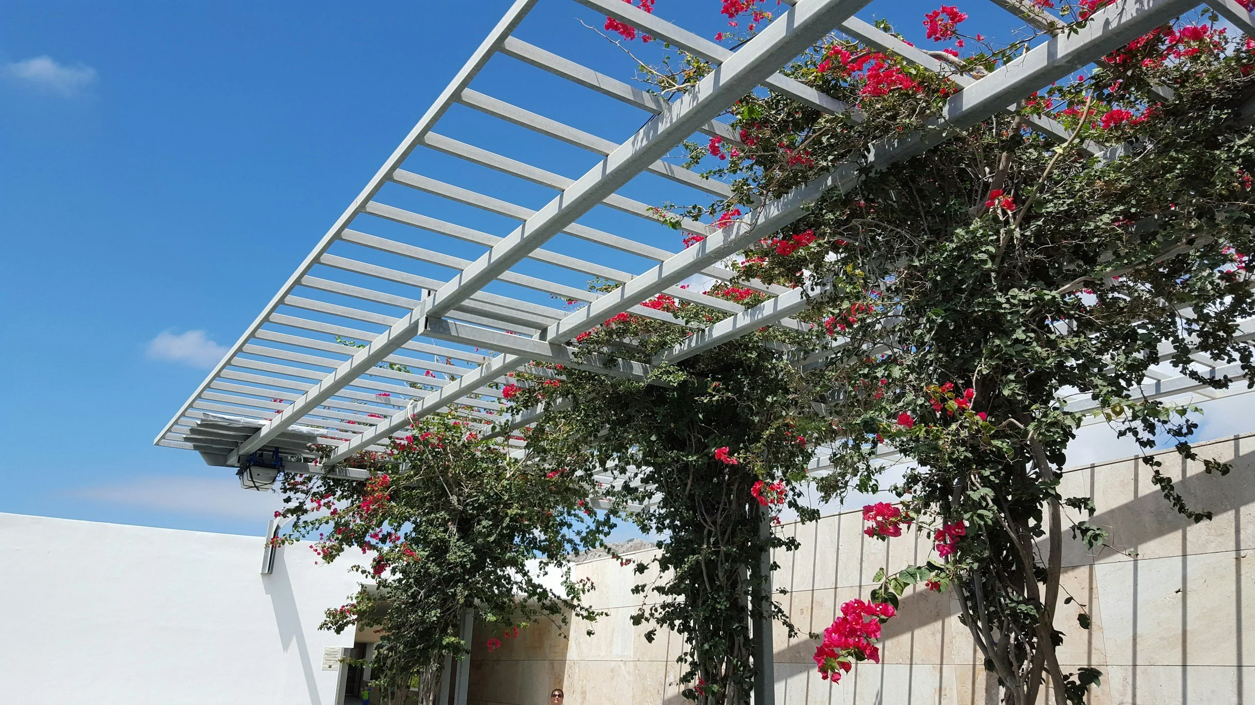 Outdoor pergola with climbing pink bougainvillea plants against a blue sky with some clouds.