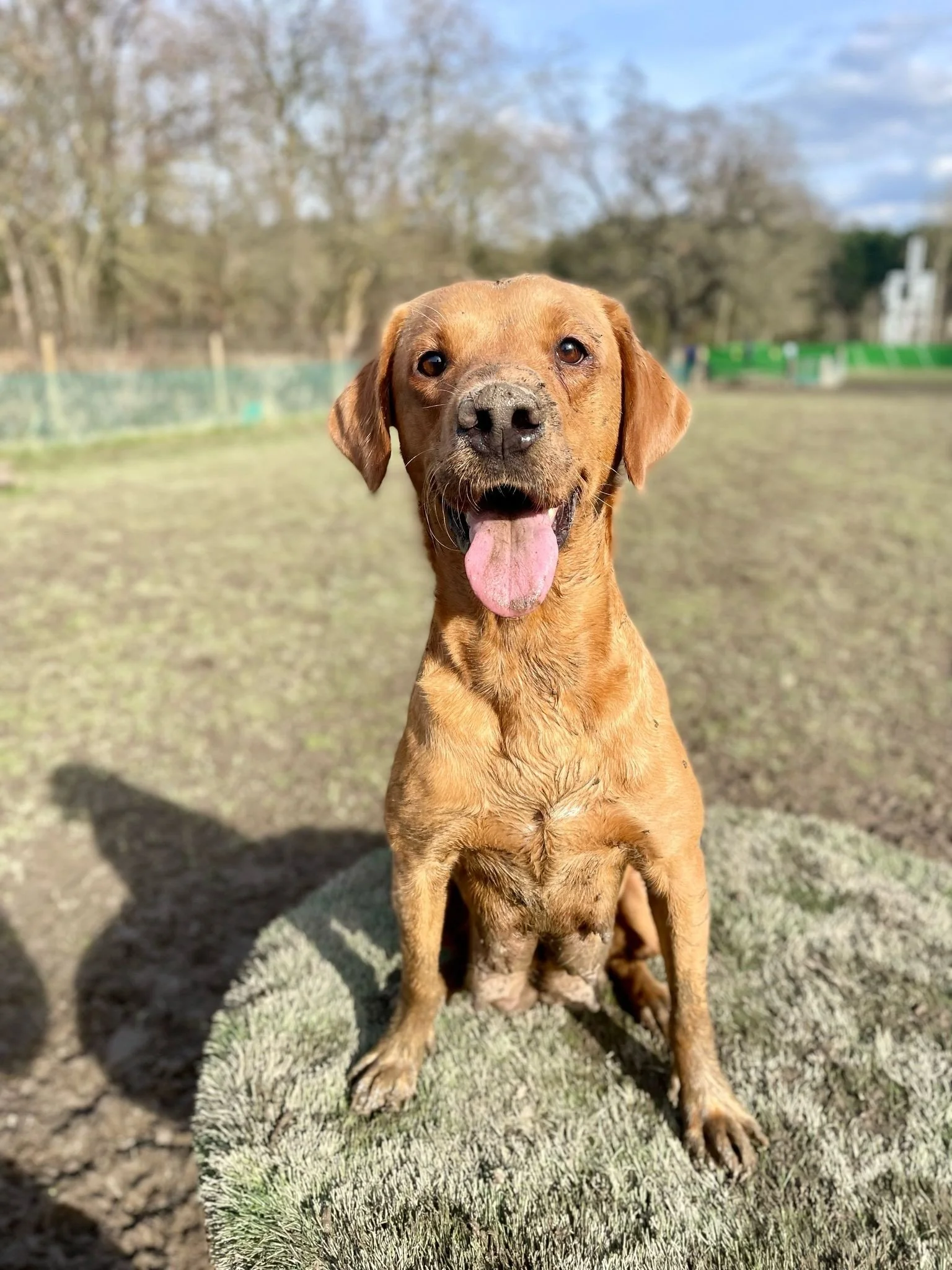 A happy brown dog sitting outdoors on a grassy surface with a dirt patch, tongue out, in a park or open field with trees and a fence in the background on a sunny day.