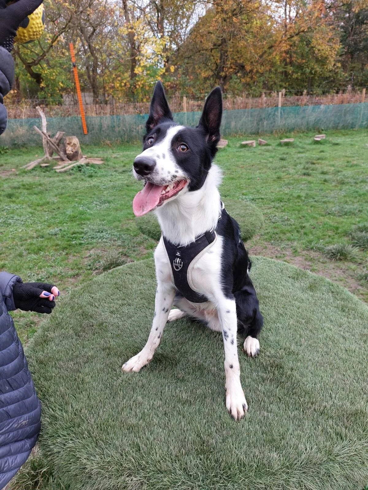 A happy black and white Border Collie mix dog sitting on a patch of artificial grass outdoors, with a cheerful expression and tongue out, surrounded by fall foliage and trees.
