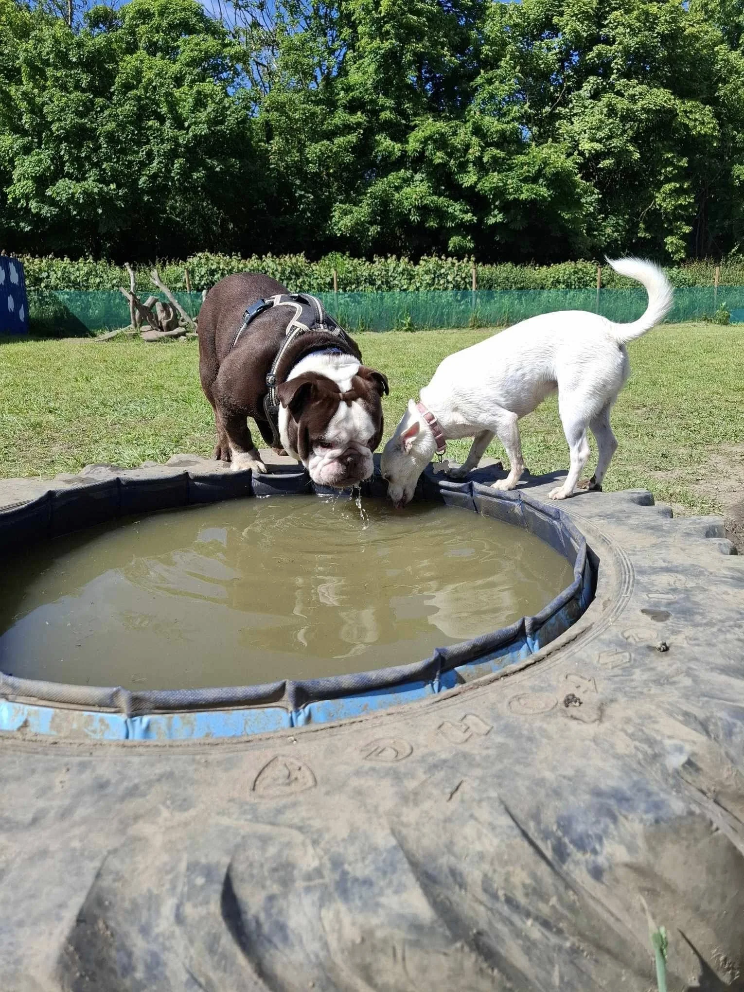 A brown and white bulldog and a white dog drinking water from a small pond in a grassy yard with green trees in the background.