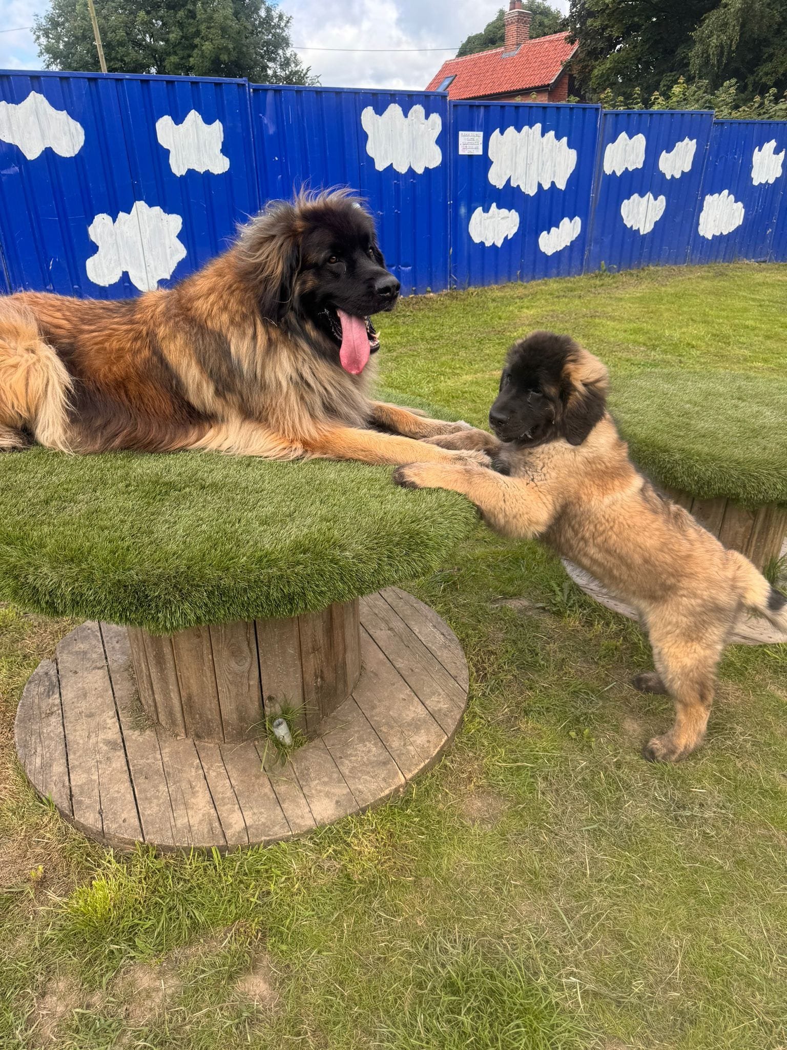Two dogs, a large adult and a small puppy, are playing on a wooden elevated platform covered with green artificial grass outdoors. The large dog is lying down with its mouth open and tongue out, while the puppy is standing on the grass, reaching up and touching the large dog's paws with its paws. In the background, there is a blue fence with white cloud designs and a house with a red roof.