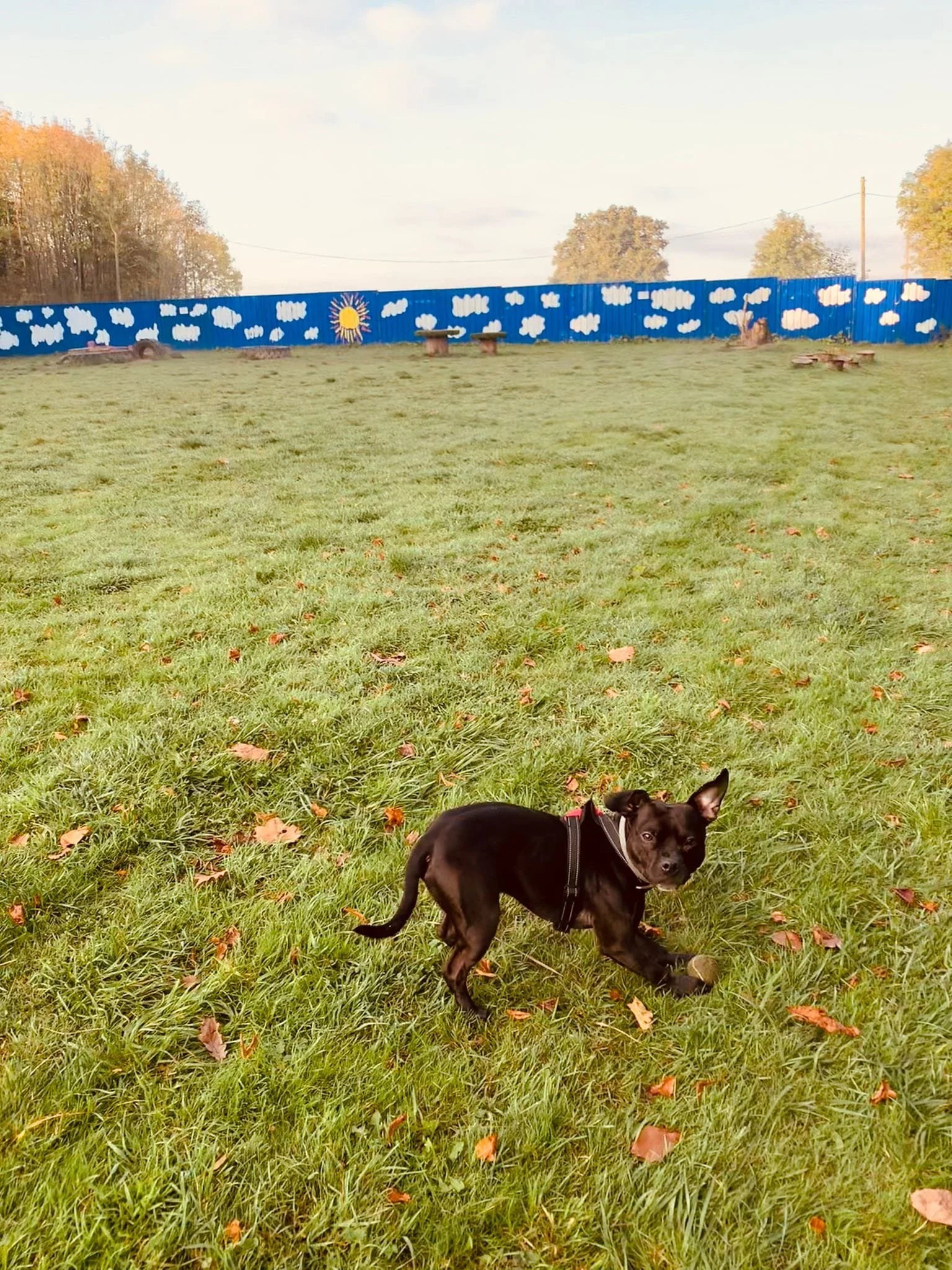 Small black dog lying on green grass with fallen leaves, with a painted blue fence with white clouds and sun in the background.