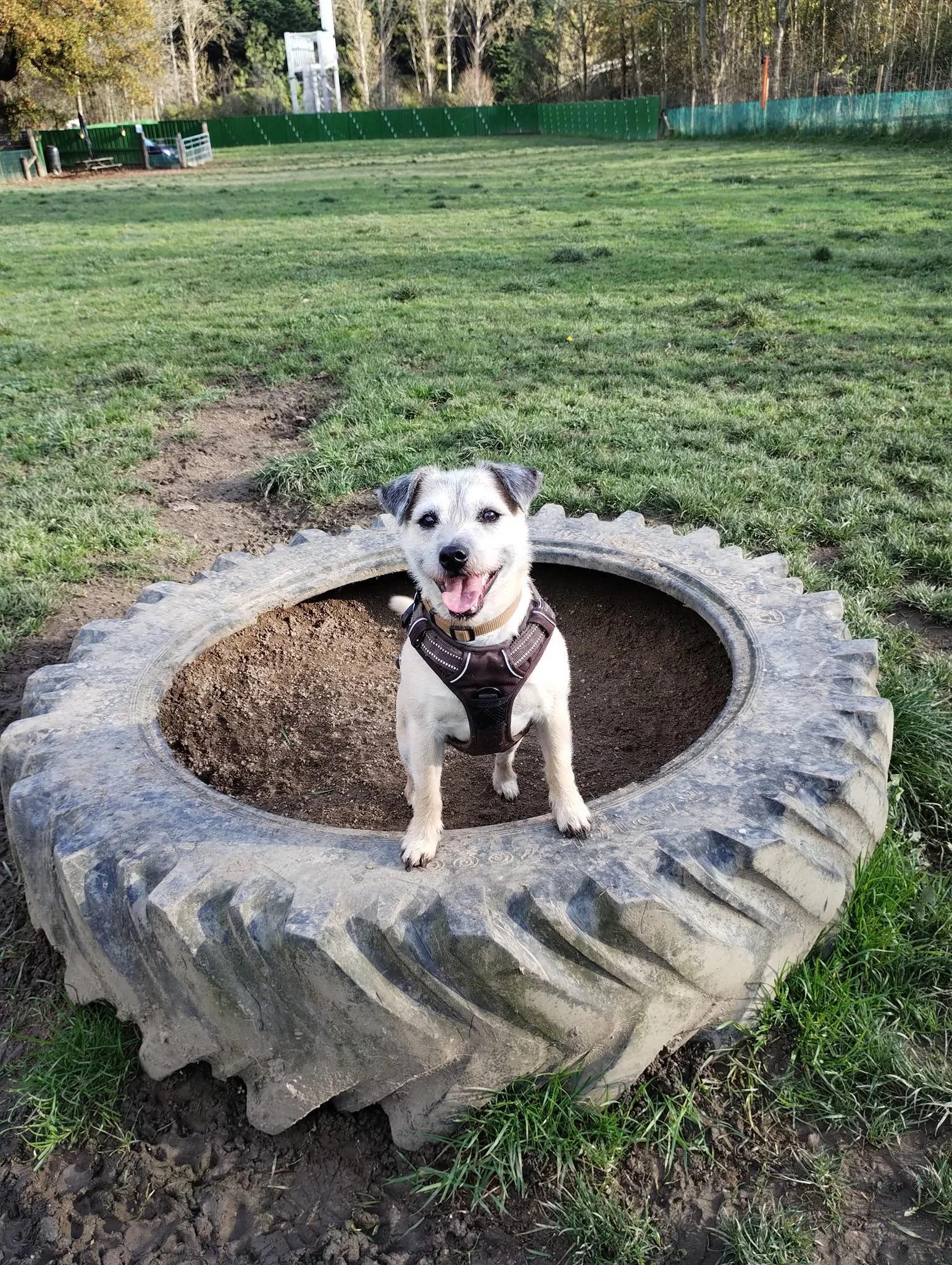A dog with a harness standing inside a large, hollow tire at a grassy park, with trees and fencing in the background.