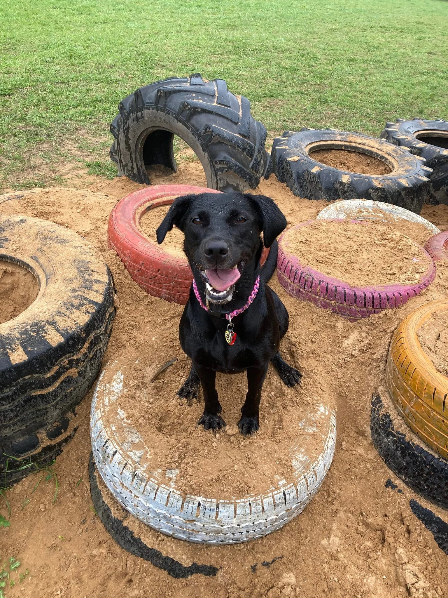 A happy black dog with a pink collar sitting on a painted white tire surrounded by other used tires filled with or sitting on dirt, with a grassy field in the background.