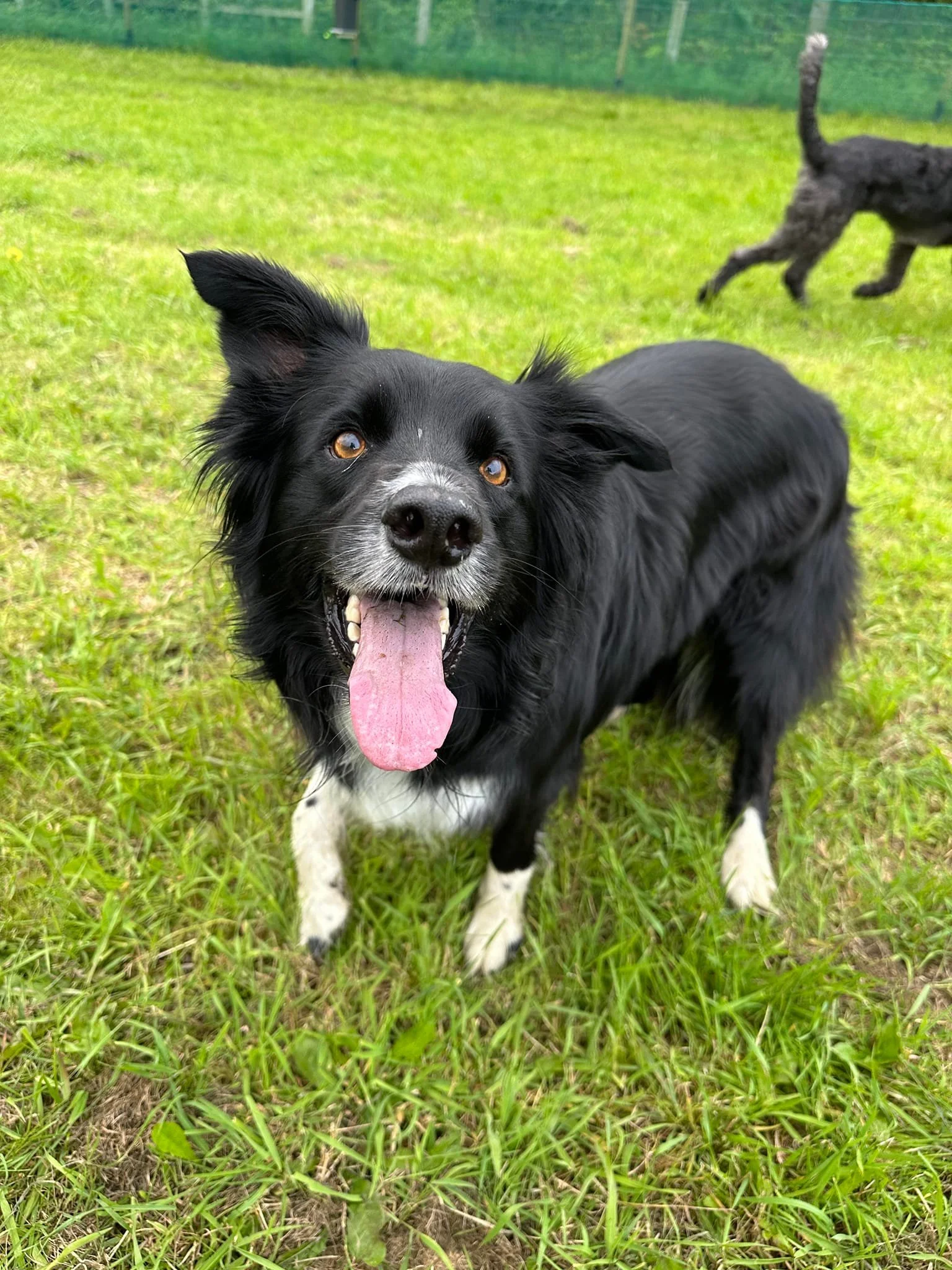 A happy black and white dog with its tongue out standing on green grass in a fenced yard, with another black dog running in the background.