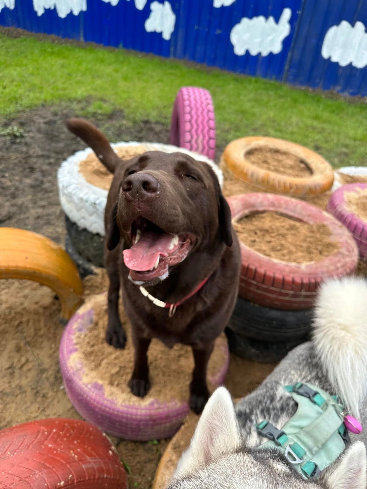 A happy brown dog standing on colorful tires filled with dirt in a backyard, with a blue fence decorated with clouds in the background.