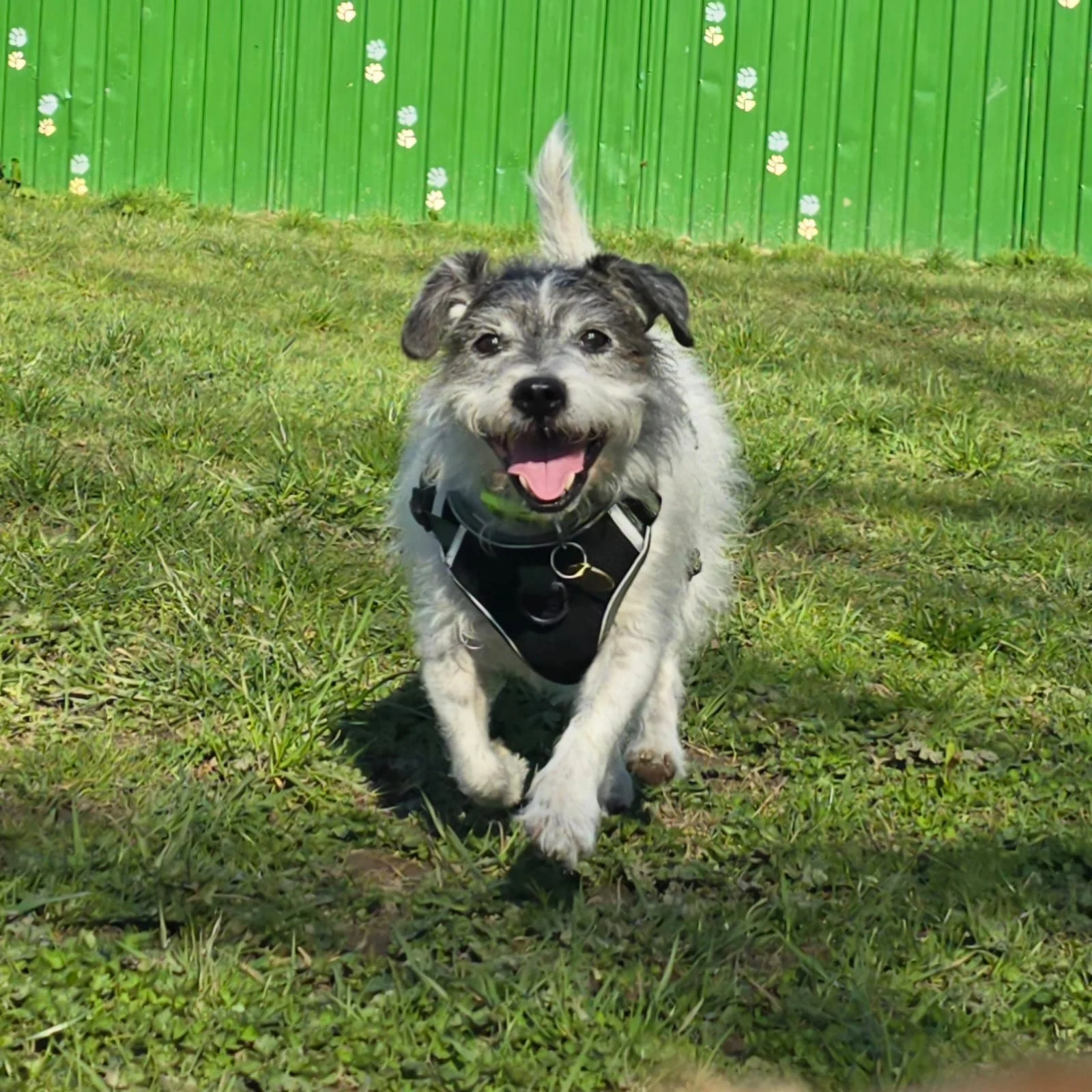 A happy small dog running on grass with a black harness, in front of a green wooden fence with painted white and yellow flowers.