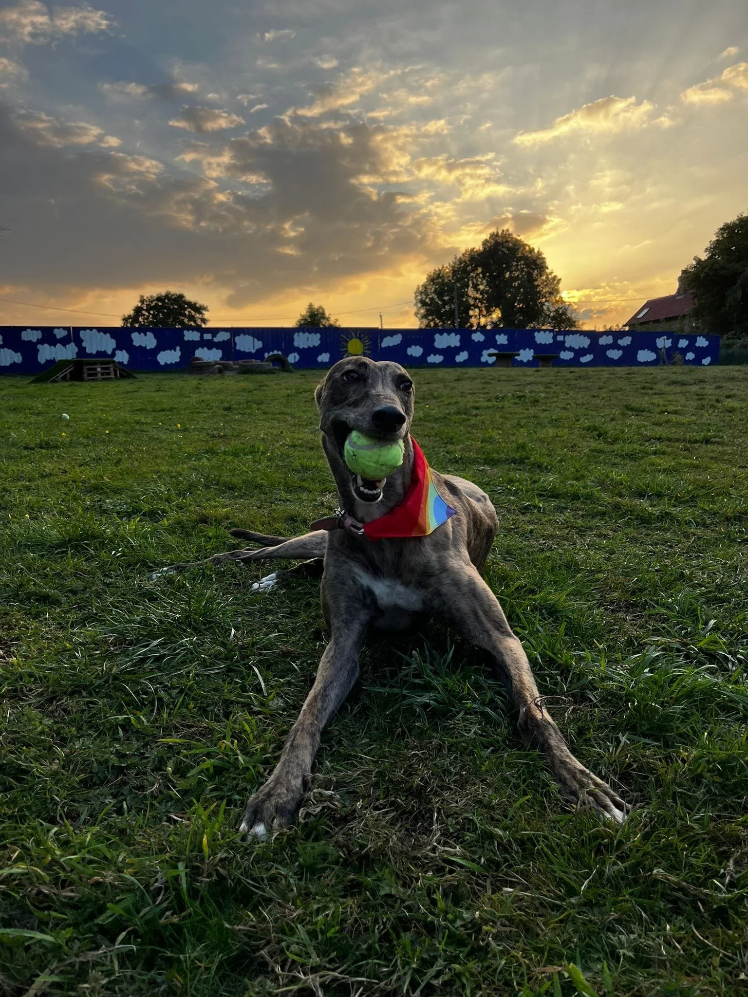 A dog lying on grass at sunset, holding a green tennis ball in its mouth, wearing a colorful bandana.