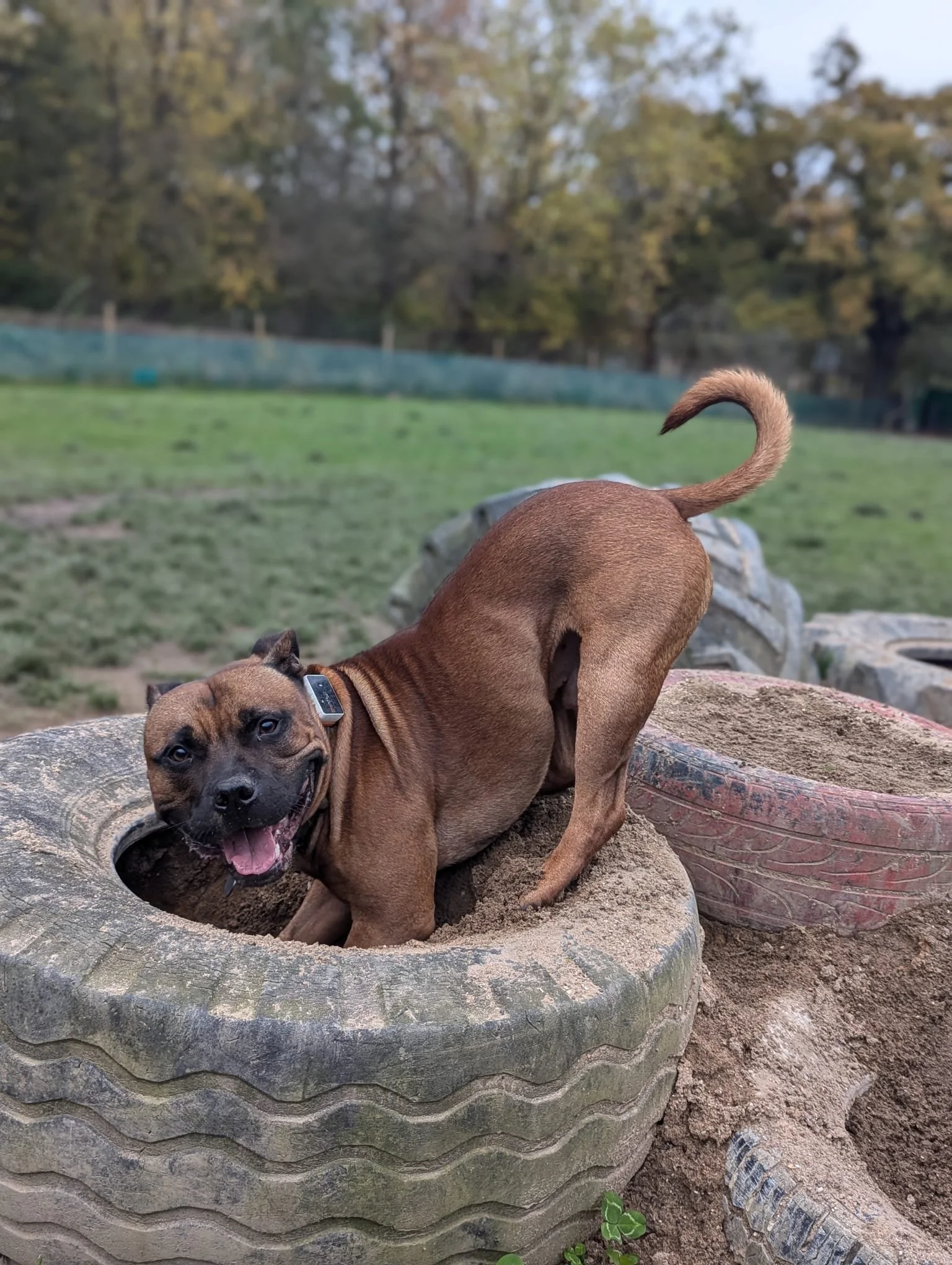 A brown puppy with a black face and blue eyes playing in a large, old tire filled with dirt outdoors on a grassy field with trees and a fence in the background.